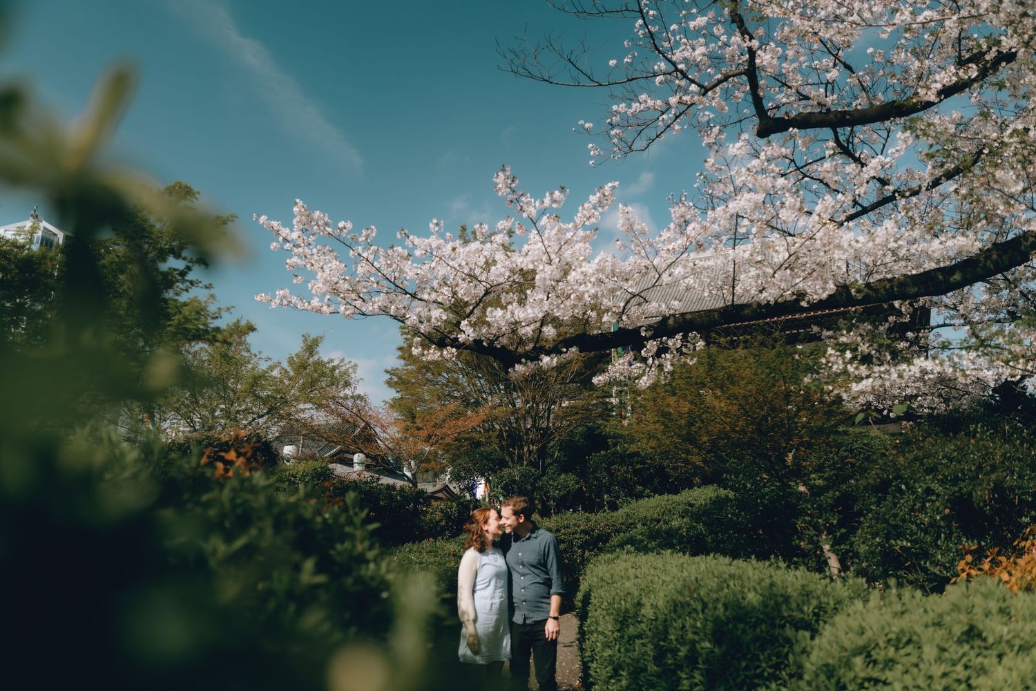 Couple embracing under blooming cherry blossom trees in a lush green garden on a sunny spring day near tokyo tower.