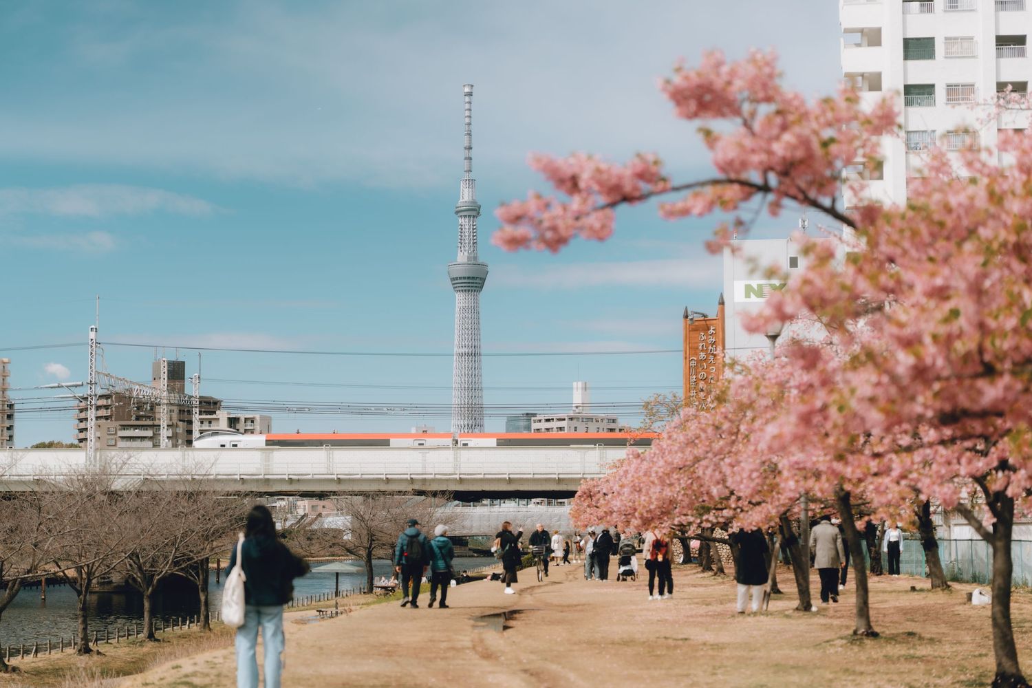 People strolling along a cherry blossom path with Tokyo Skytree tower visible in the background on a sunny day.