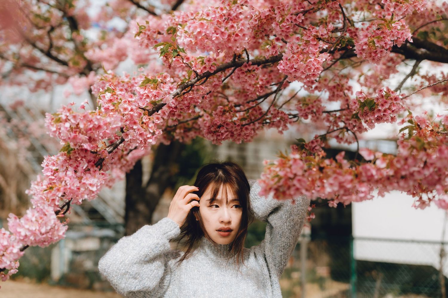 Young woman in gray sweater posing under blooming pink cherry blossom trees in spring.