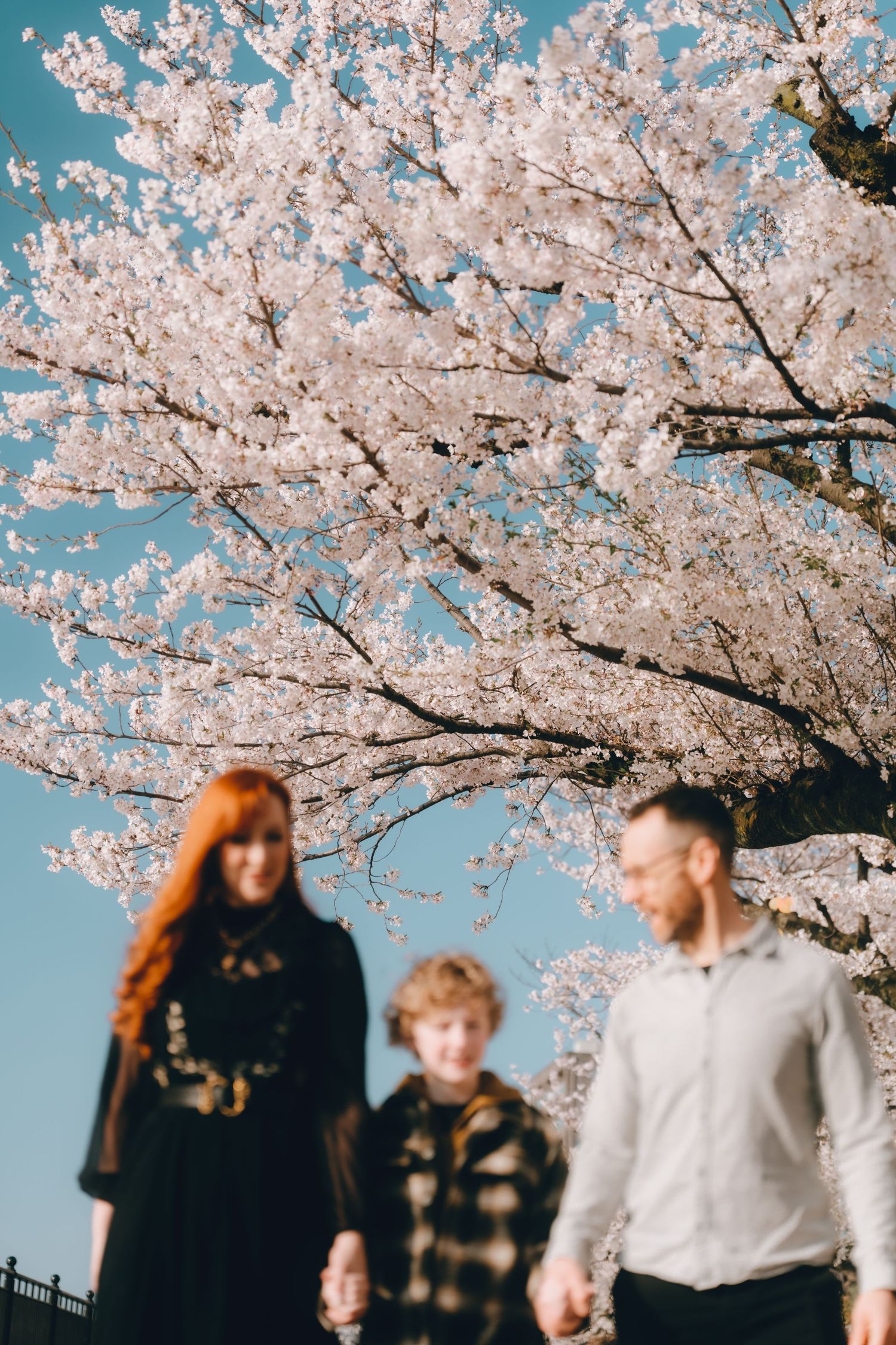 Family of three walking under blooming cherry blossom trees in spring with blue sky background.