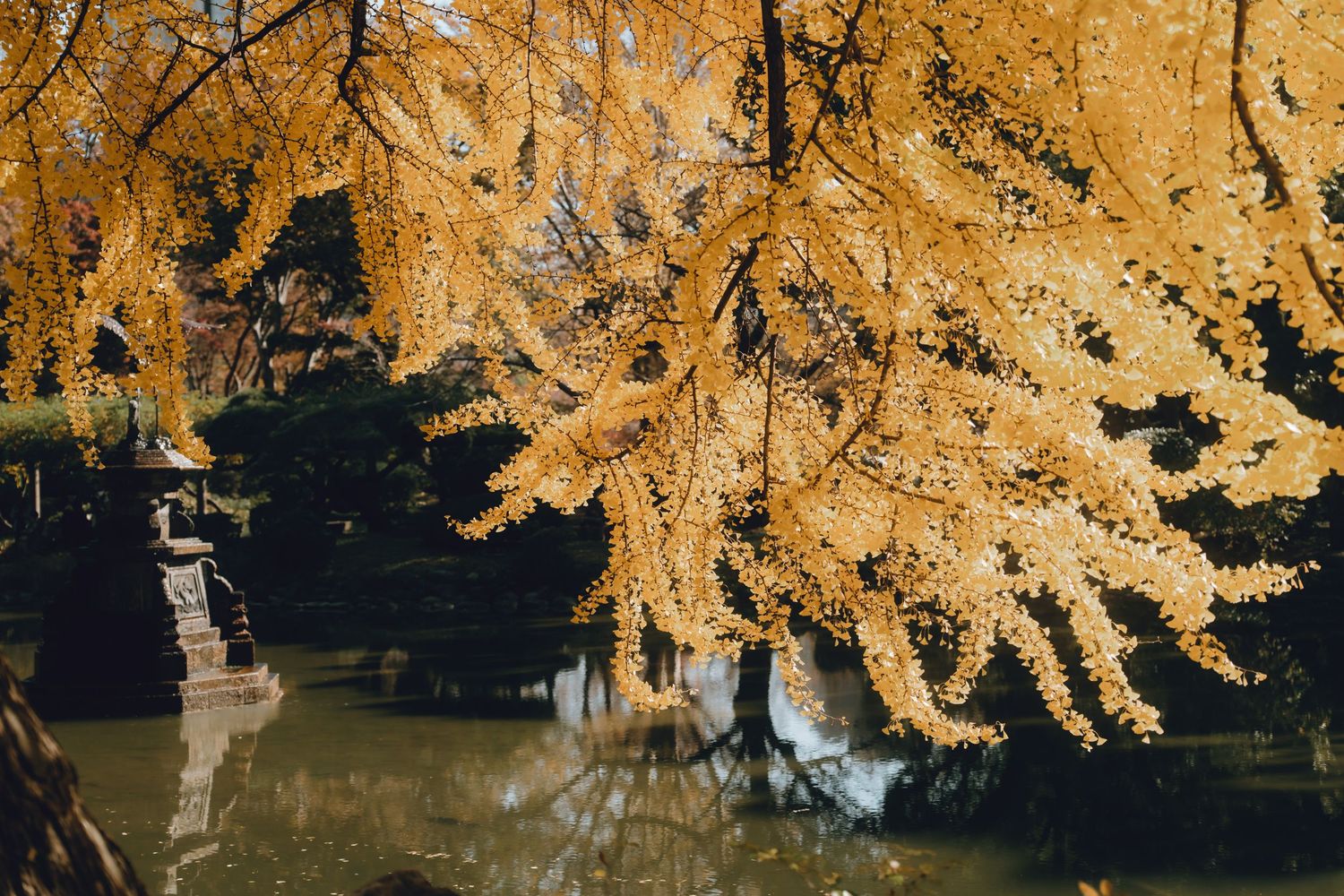 Golden ginkgo tree branches hang over a serene Japanese garden pond with a stone lantern in autumn in hibiya park.