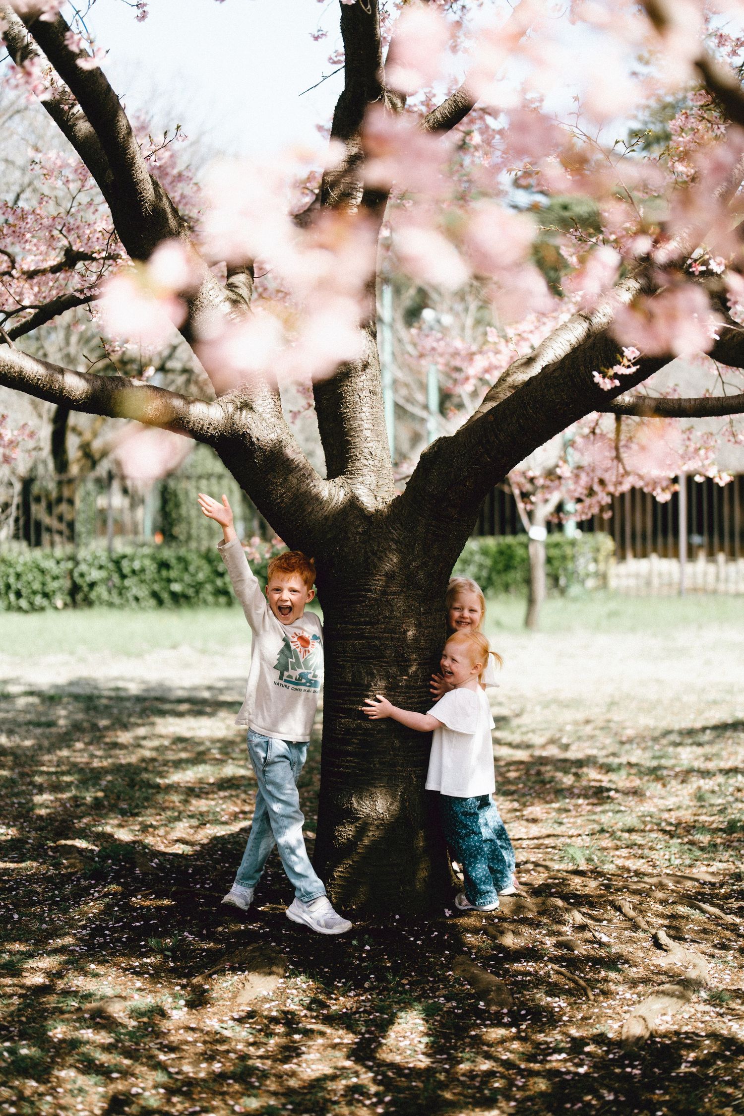 Two children playing around a cherry blossom tree in full pink bloom during spring in a sunny park.