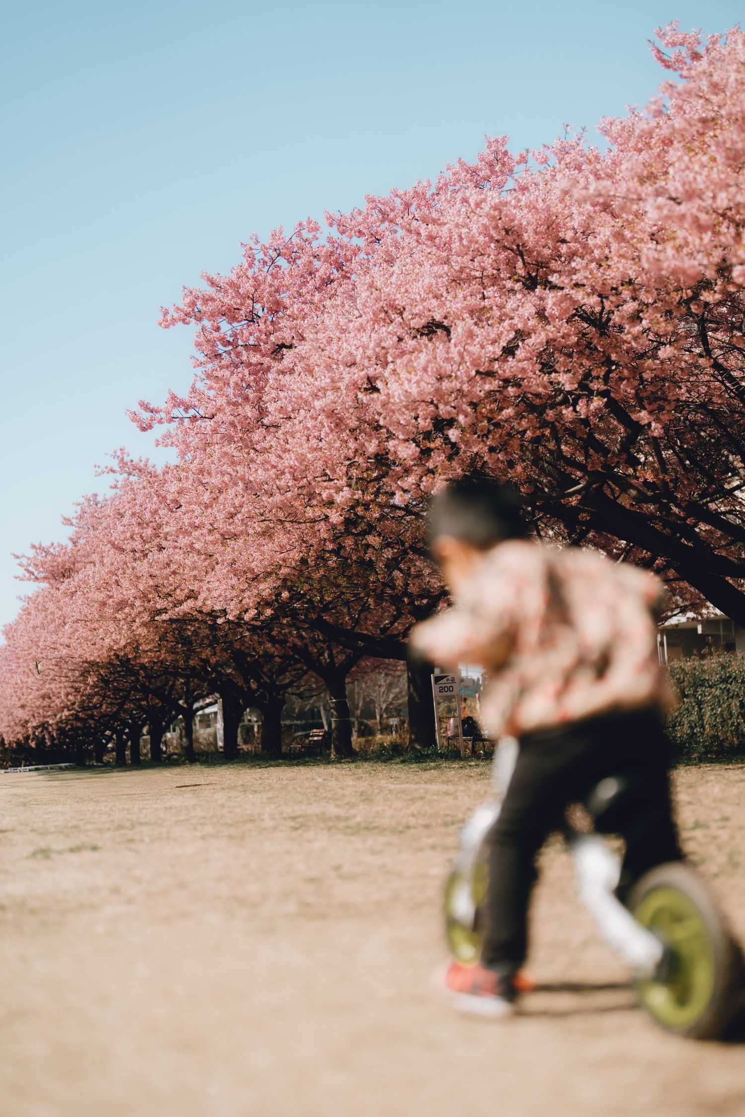 Child riding a balance bike along a stunning row of pink cherry blossom trees in full bloom under a clear blue sky.