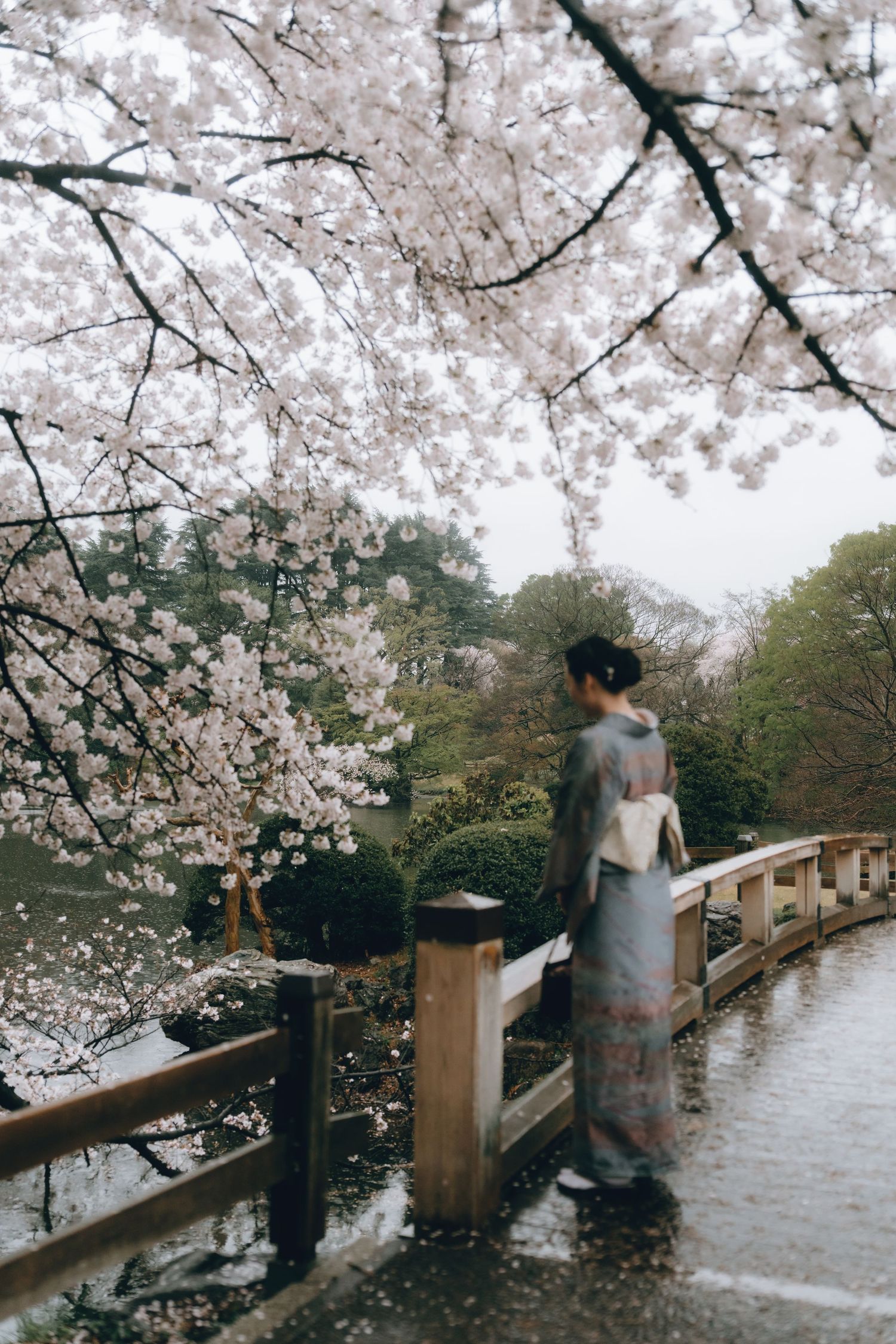 Woman in kimono standing on a wooden bridge beneath blooming cherry blossom trees in Shinjyuku gyoen, Tokyo, Japan.
