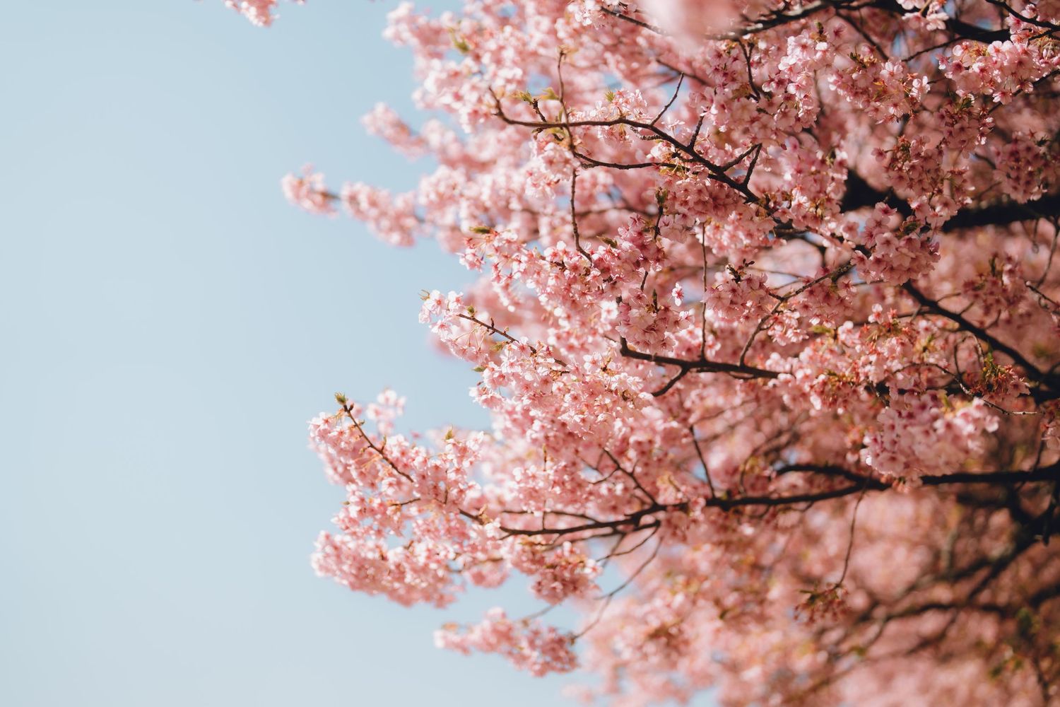 Pink cherry blossom tree branches in full bloom against a clear blue sky in spring.