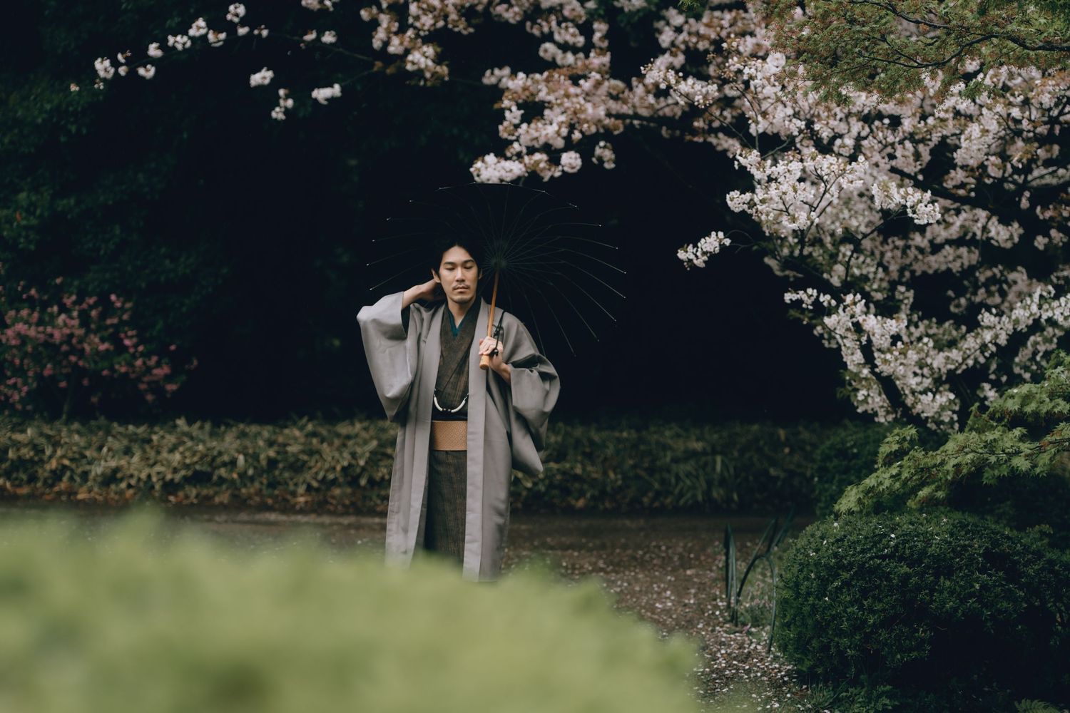 A man in a traditional gray Japanese kimono stands gracefully among cherry blossom trees in Shinjyuku gyoen, Tokyo,