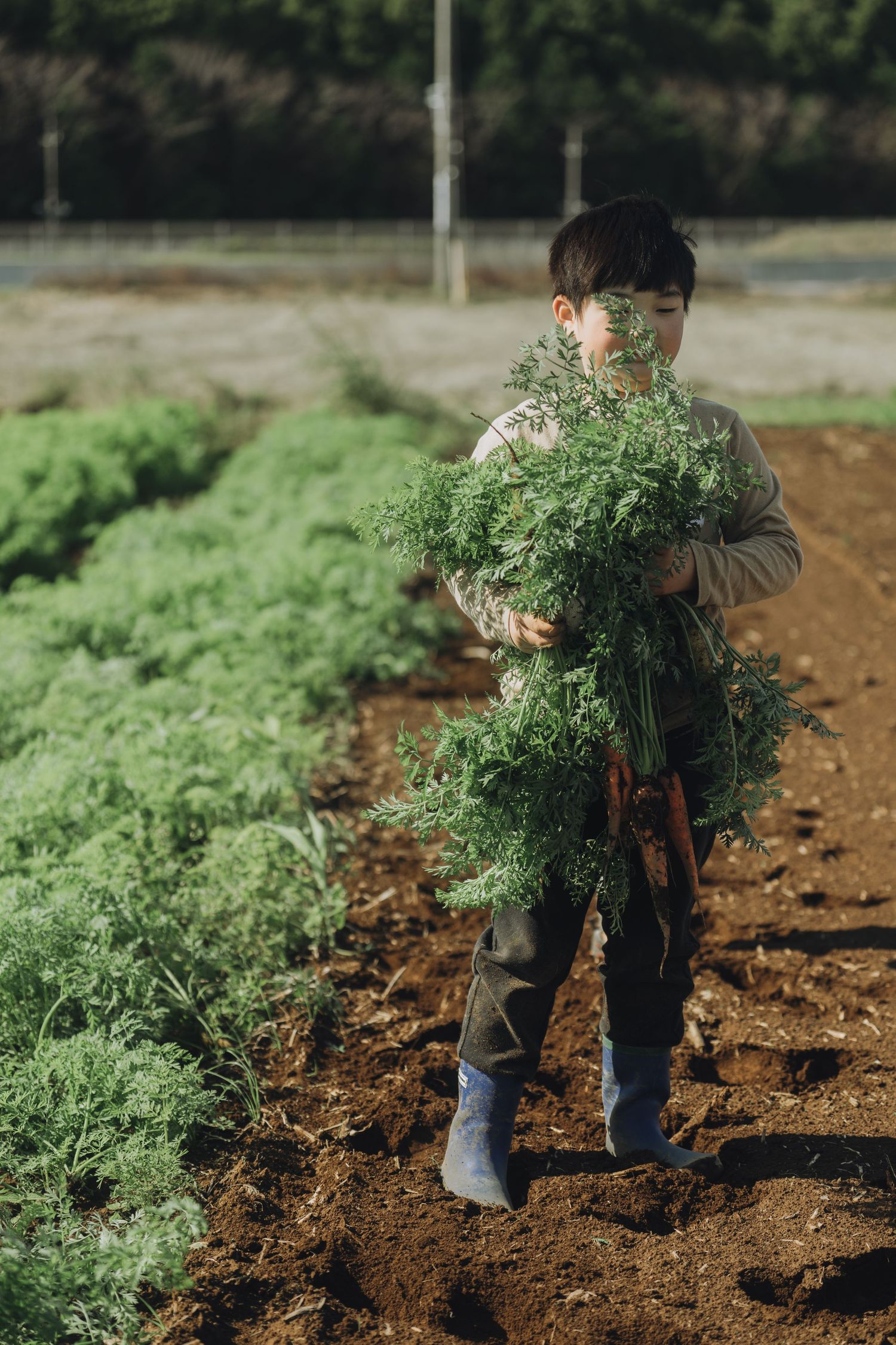 Young boy harvesting fresh carrots in a garden, carrying a large bunch of green carrot tops in a sunny farm field.