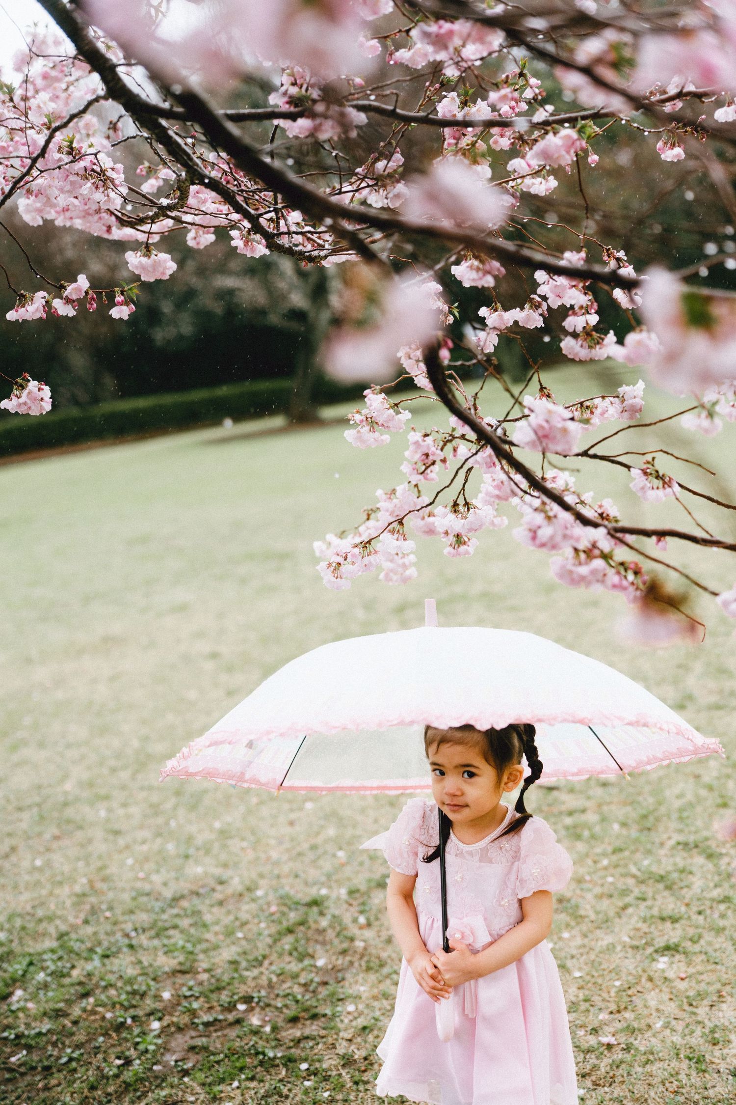 Young girl in pink dress holding clear umbrella under blooming cherry blossom tree in a lush green park.