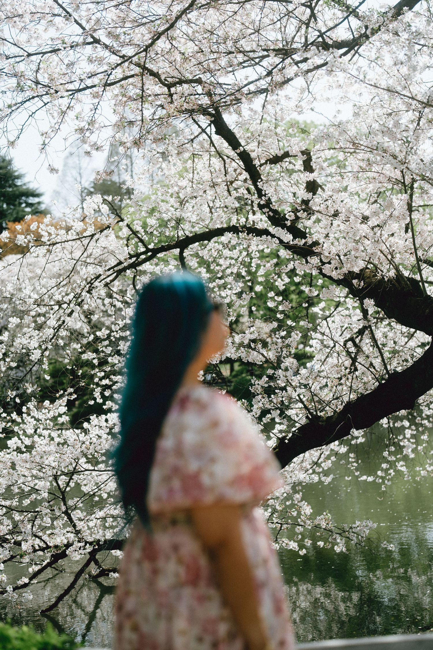 Woman with teal hair in floral dress standing among blooming cherry blossom trees in spring.