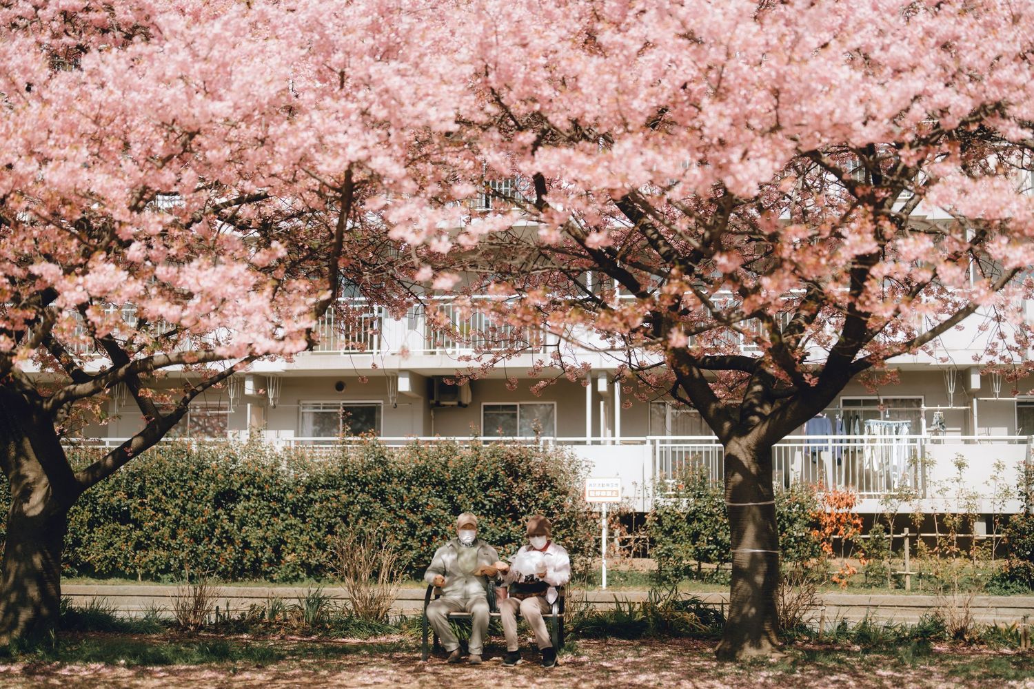 Elderly couple sitting on a bench under blooming pink cherry blossom trees in a serene Japanese garden.