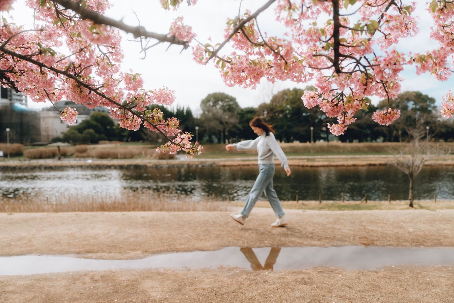 Person walking under blooming pink cherry blossom trees beside a reflective pond in a serene park setting.