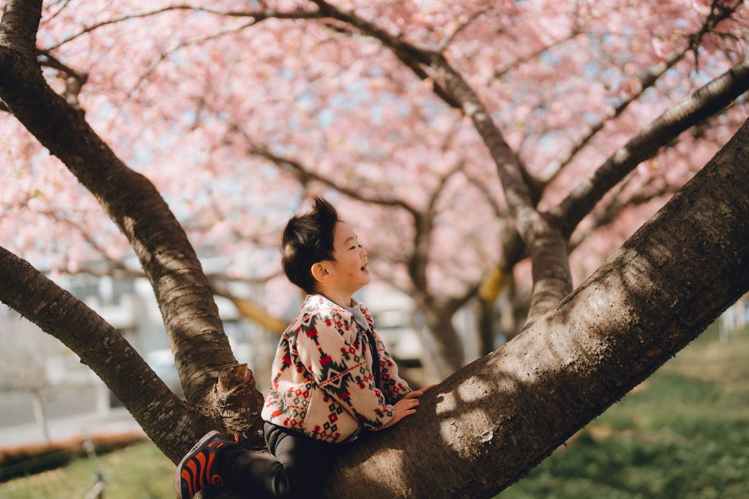 Woman in floral kimono sitting peacefully in cherry blossom tree with pink sakura flowers blooming around her.