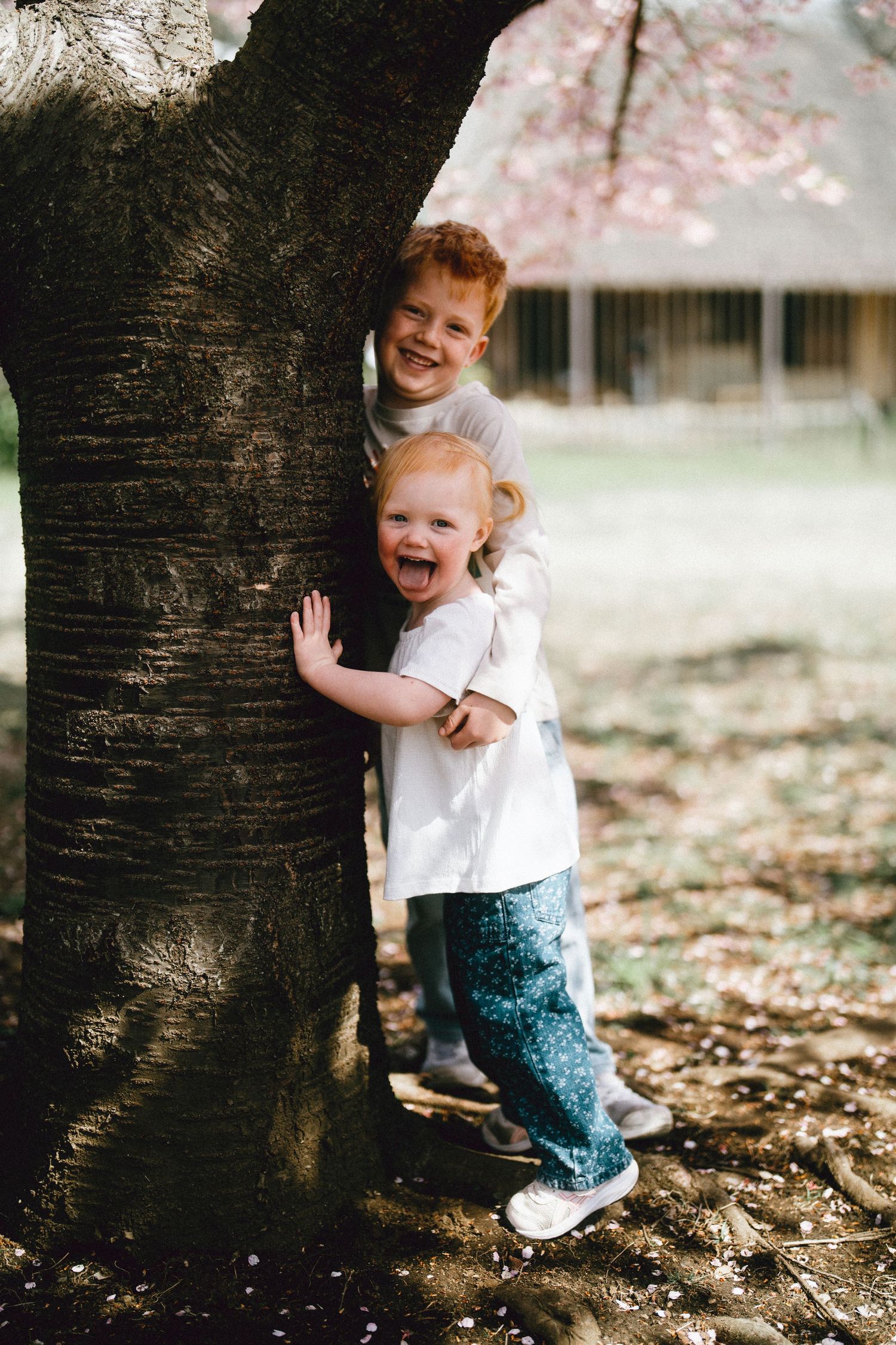 Two happy children peek around a large tree trunk with pink cherry blossoms in spring.