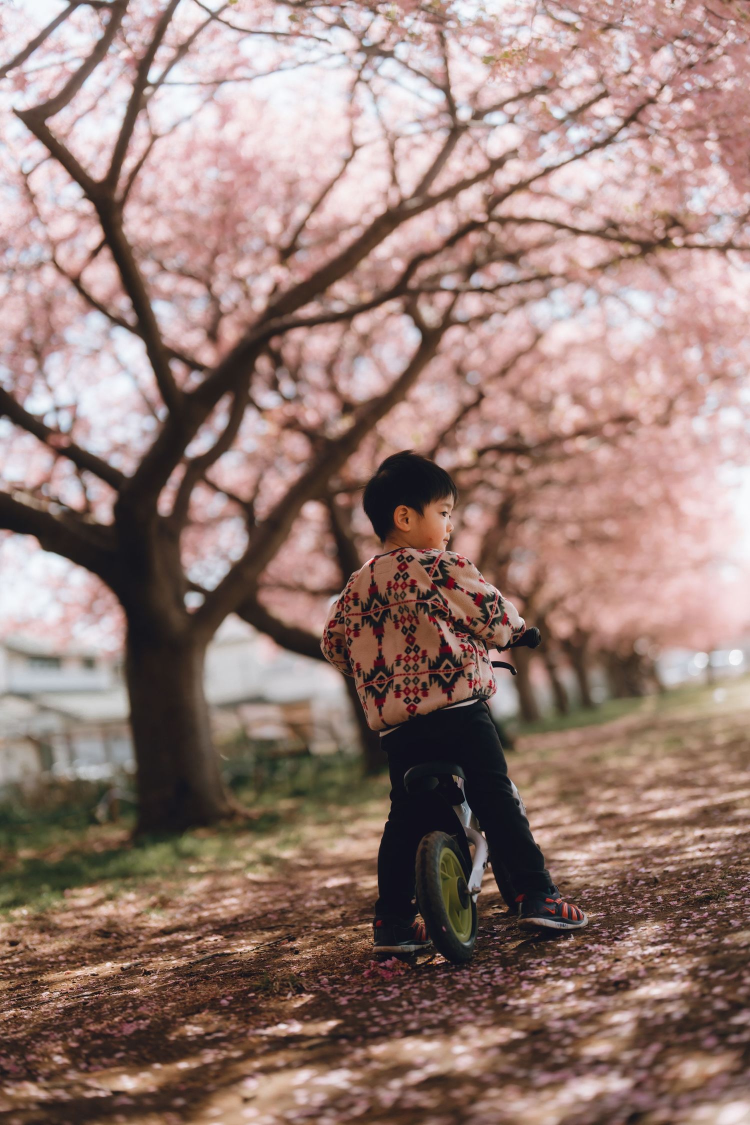 Young boy on a balance bike among blooming pink cherry blossom trees on a scenic path.