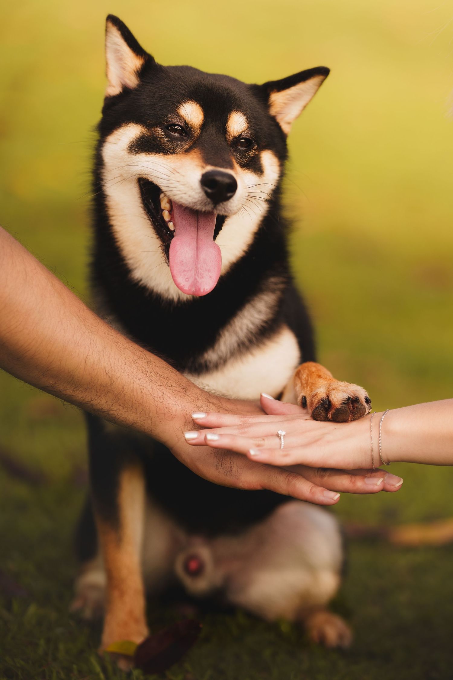 Happy Shiba Inu dog placing paw on two human hands joined together on green grass.