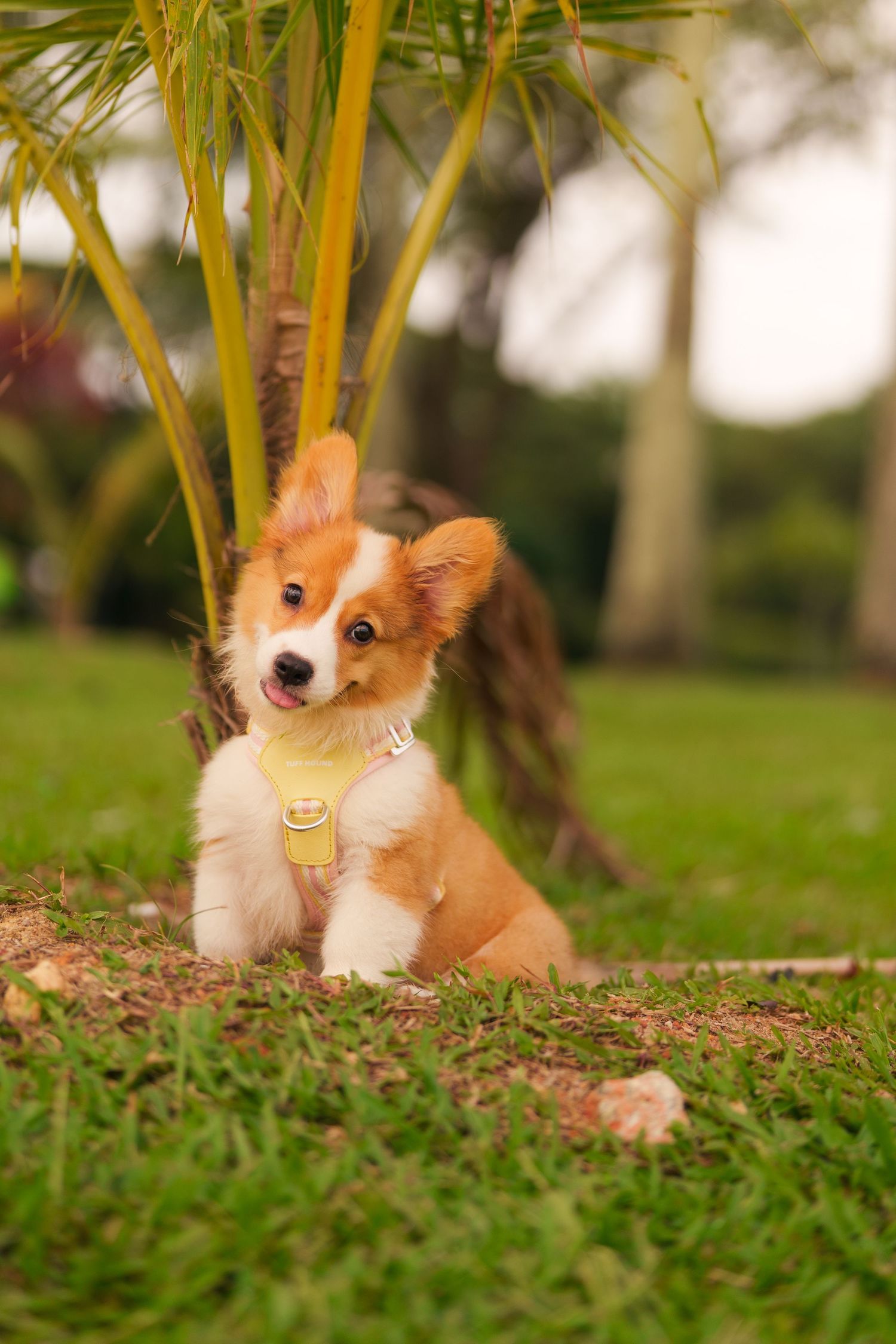 Adorable Corgi puppy wearing a yellow harness sitting on green grass beneath a palm tree outdoors.