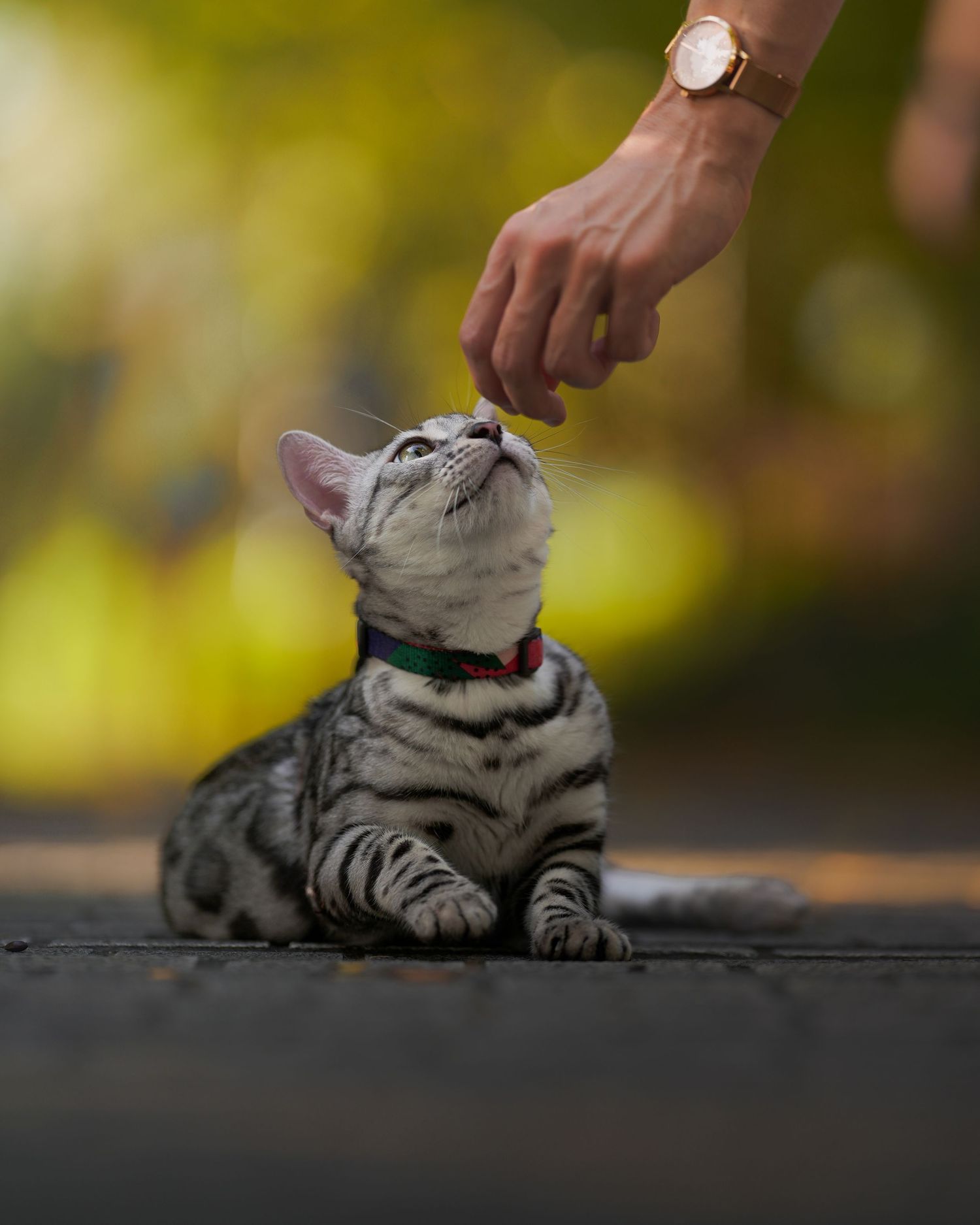 A silver tabby kitten wearing a green collar reaches up toward a human hand offering a treat.