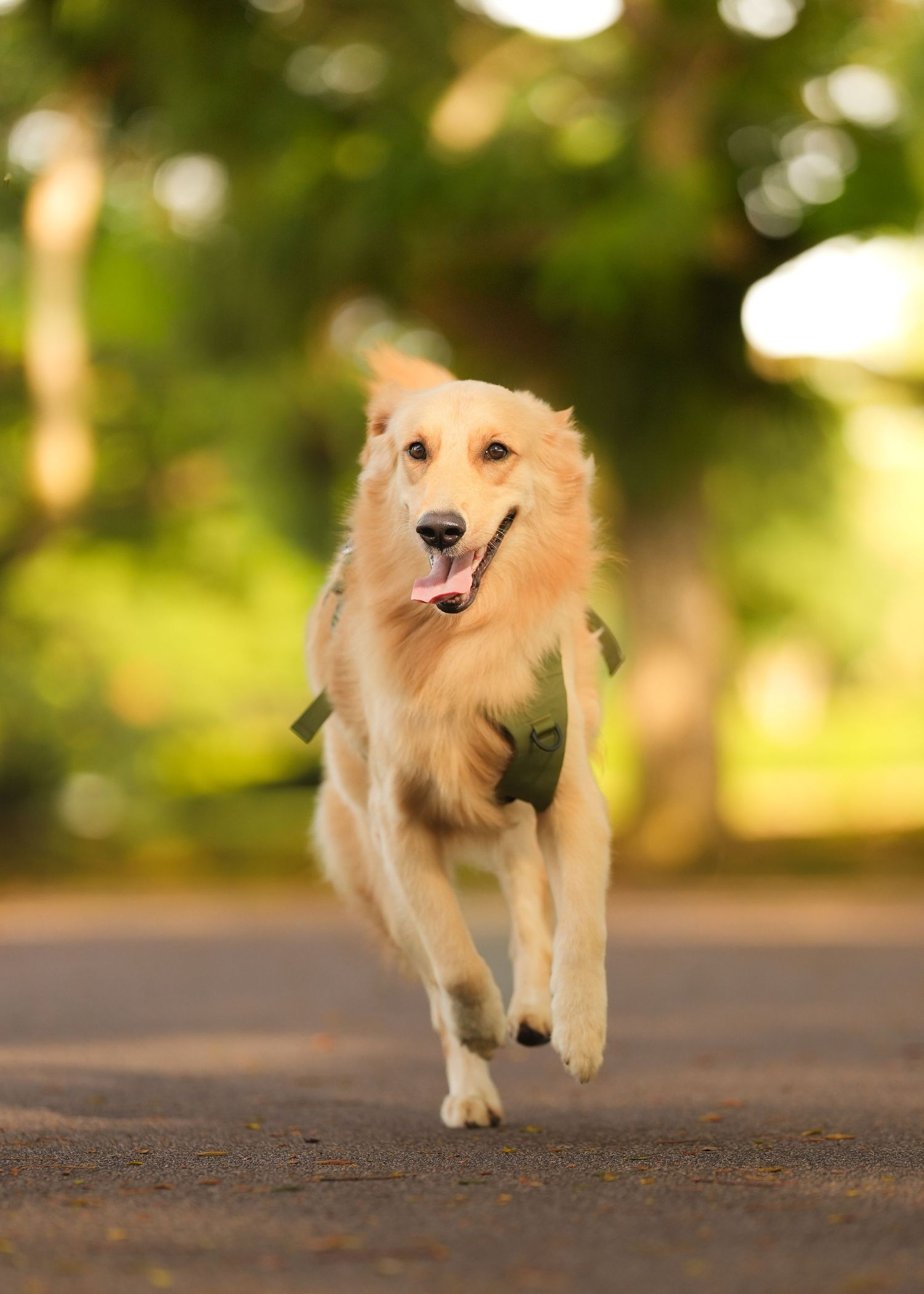 A golden retriever dog wearing a green harness running happily on a path in a park.