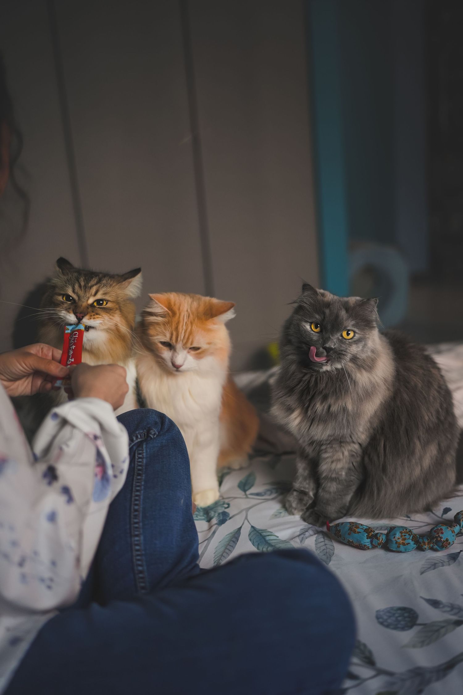 Woman on a bed feeding treats to three fluffy cats of different colors in a cozy bedroom.