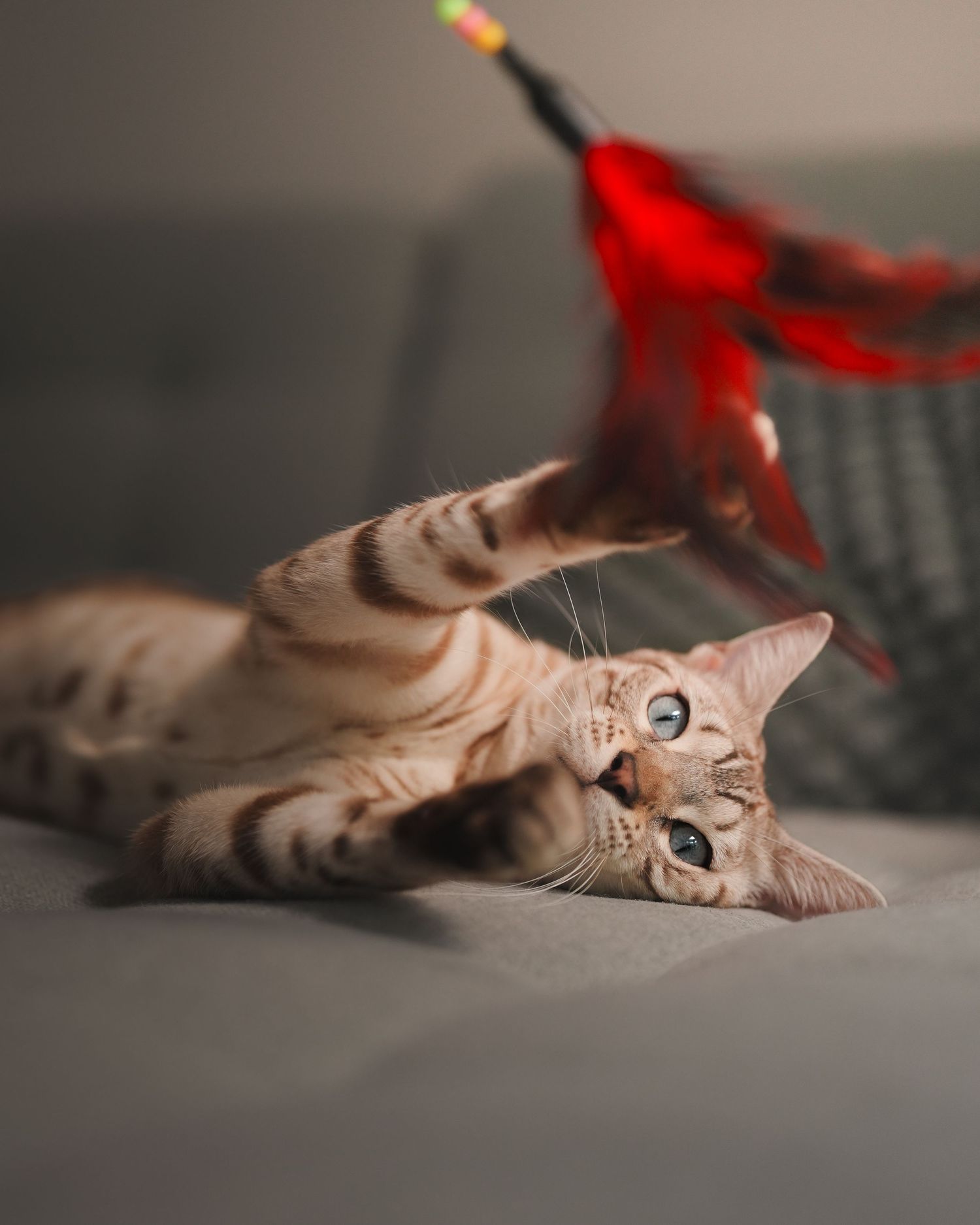 A striped tabby cat lying on its side on a gray surface, reaching up toward a blurred red feather toy.