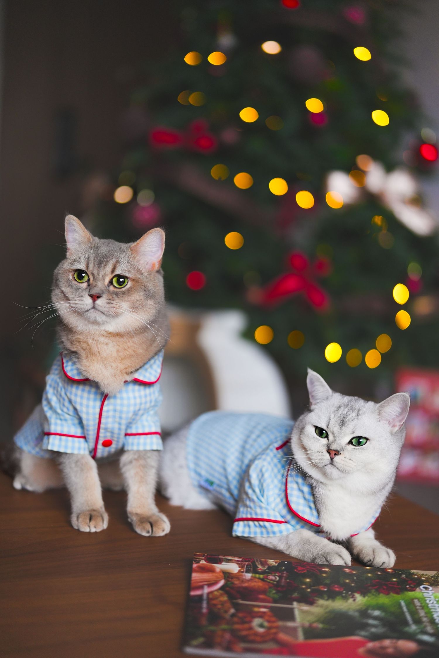 Two cats in matching blue gingham pajamas pose on a table in front of a decorated Christmas tree.