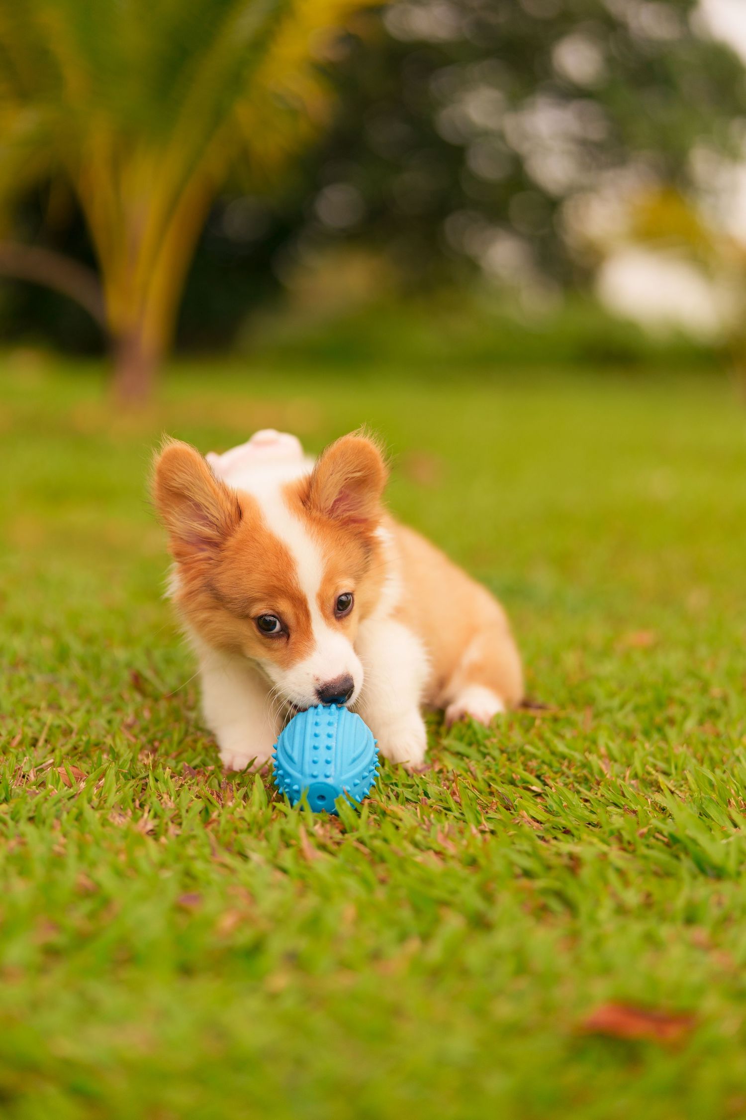 An adorable Corgi puppy playing with a blue rubber ball toy on a lush green grass lawn outdoors.