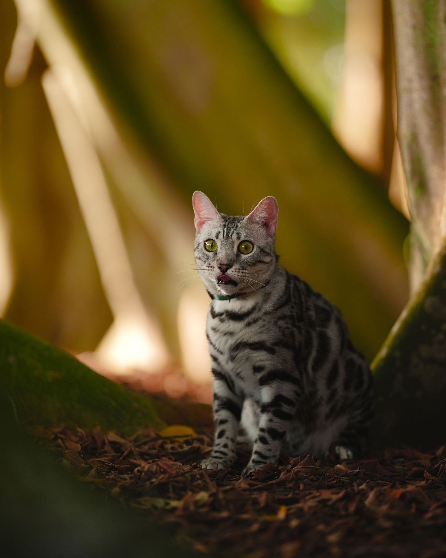Silver Bengal cat with striking markings sitting among tree roots on forest floor.