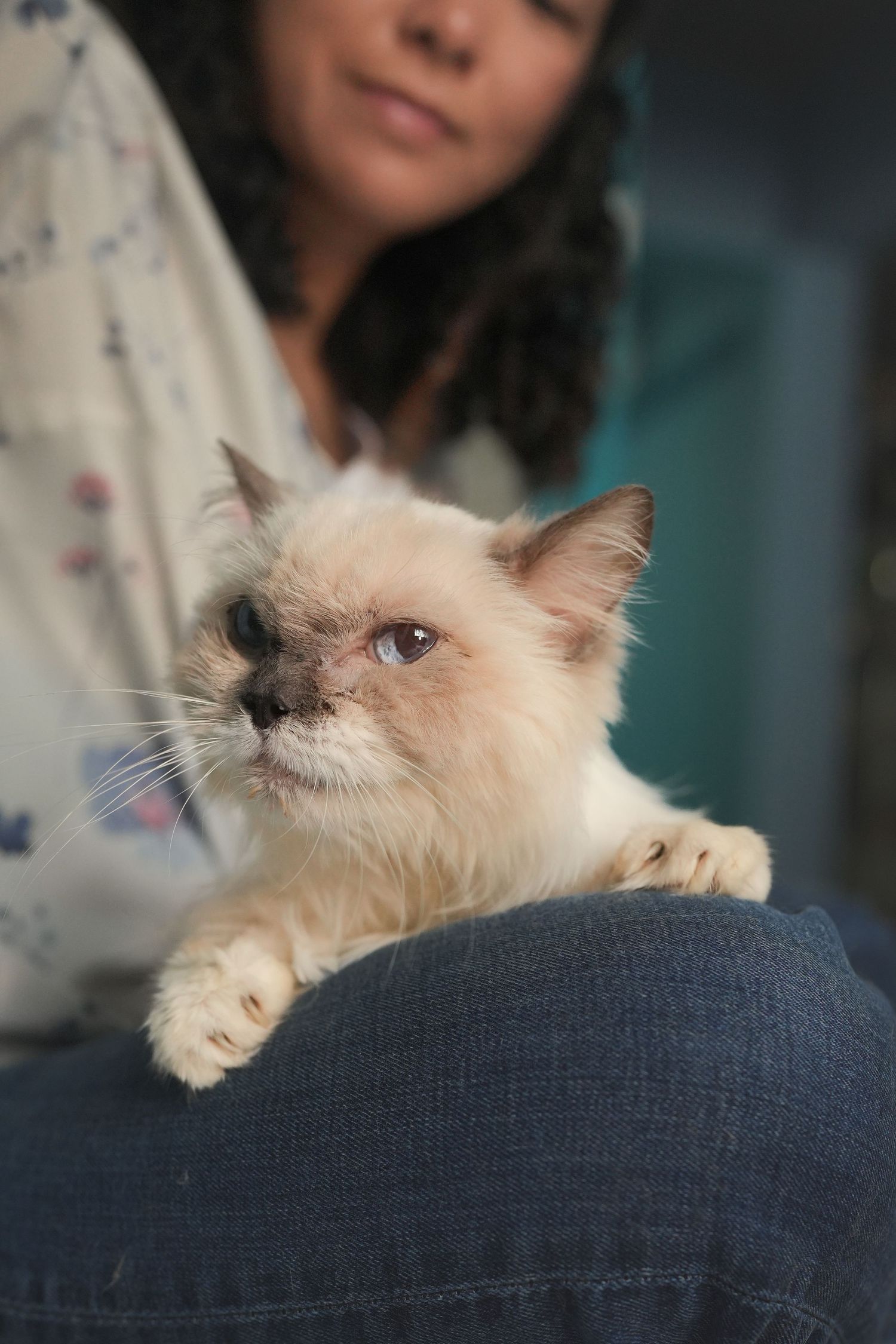 Fluffy Himalayan cat resting on a woman's lap, looking curiously at the camera indoors.