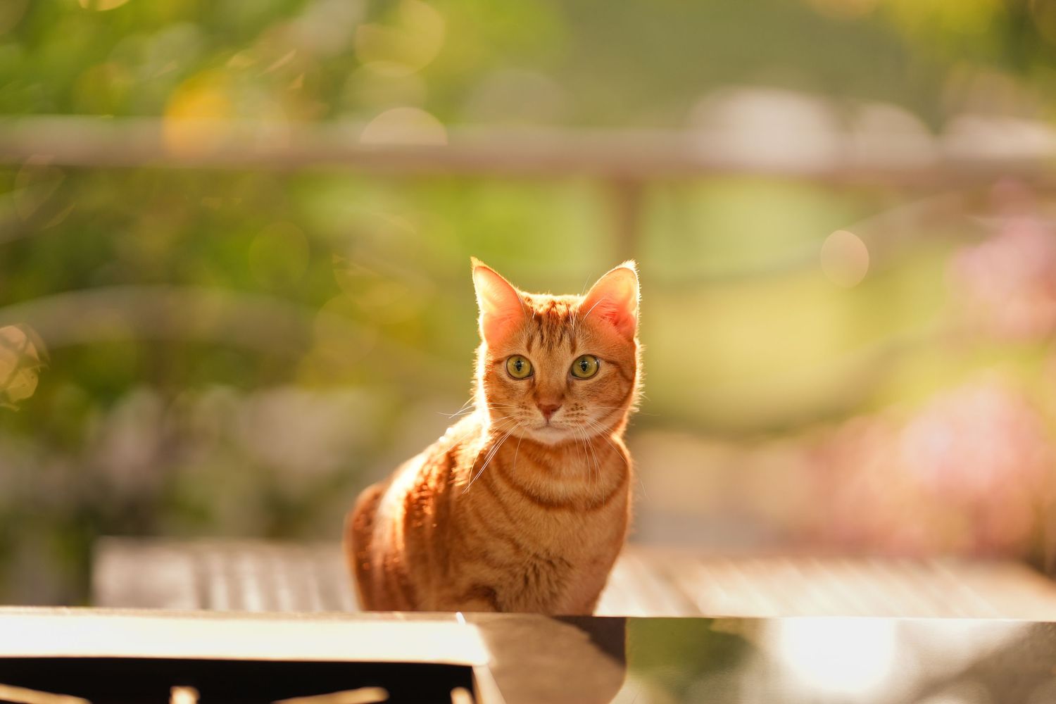 An orange tabby cat sitting on a railing bathed in warm golden sunlight outdoors.