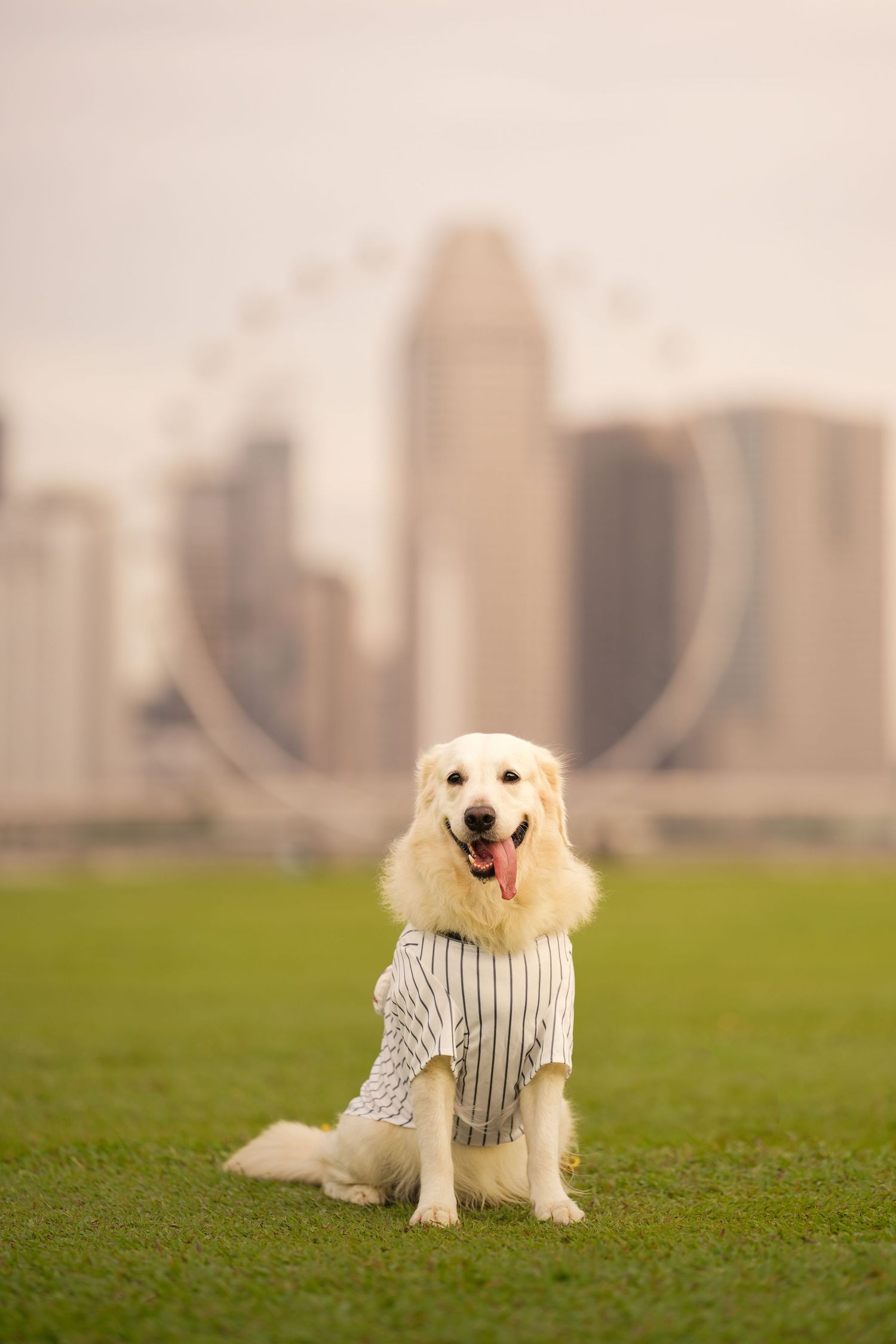 Golden retriever wearing striped shirt sitting on green grass with Singapore skyline backdrop.