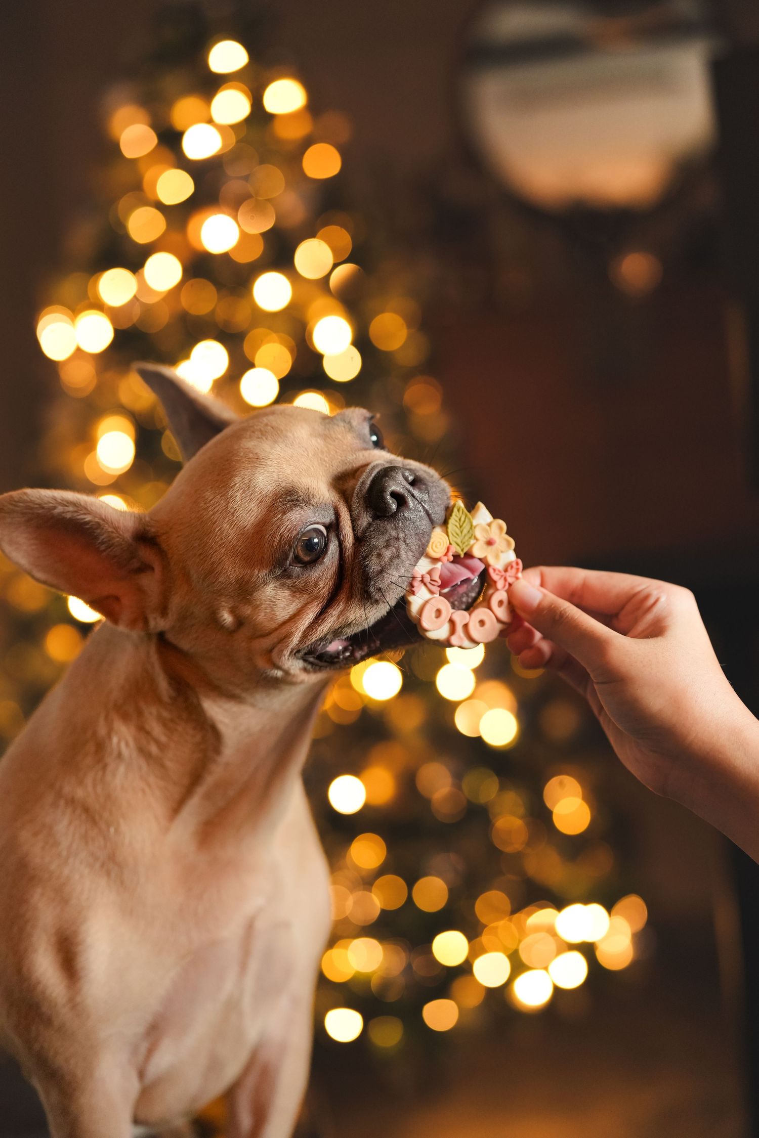 French Bulldog receives a treat in front of a glowing Christmas tree.