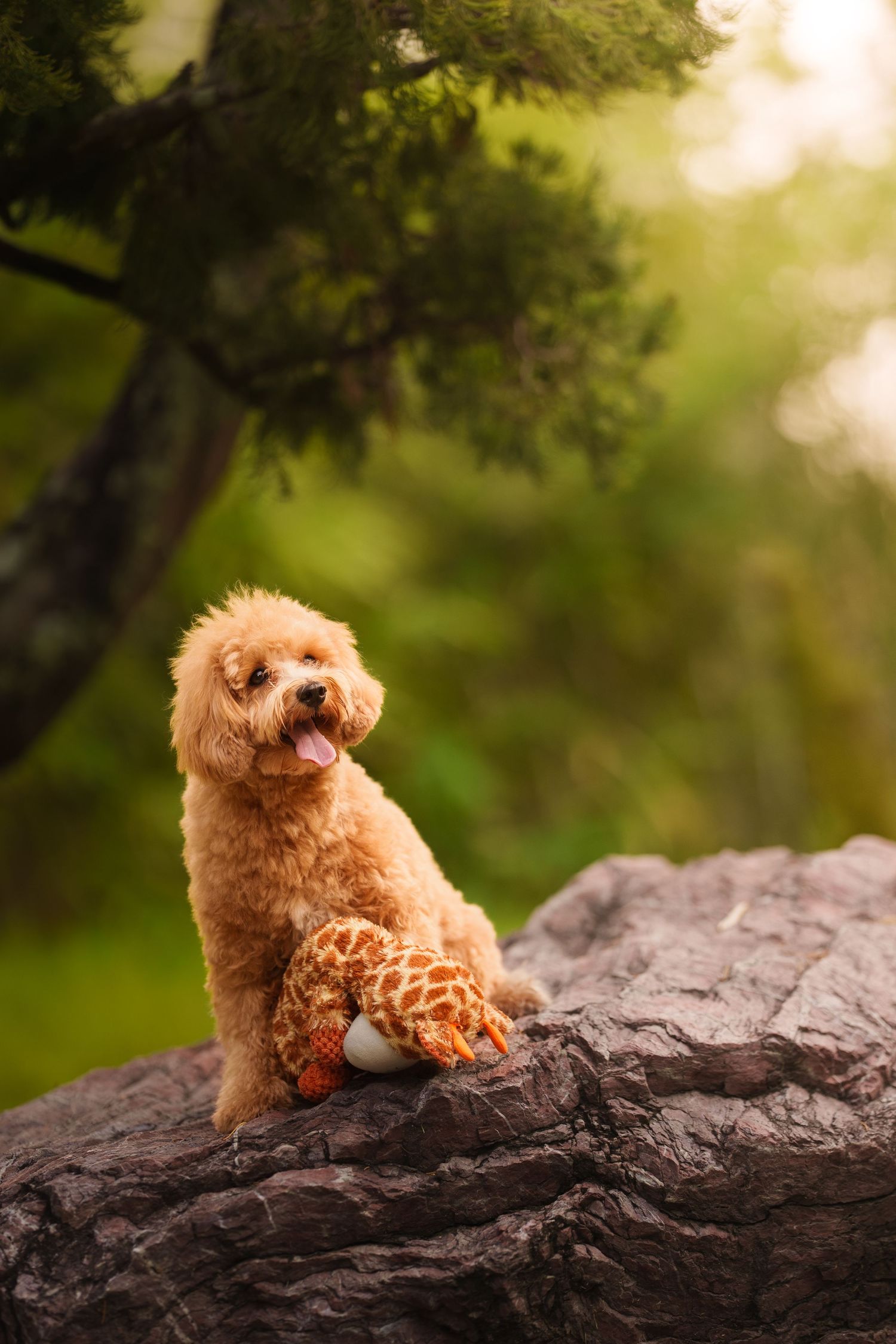 Fluffy apricot poodle sitting on rock holding giraffe toy with tongue out under pine tree.