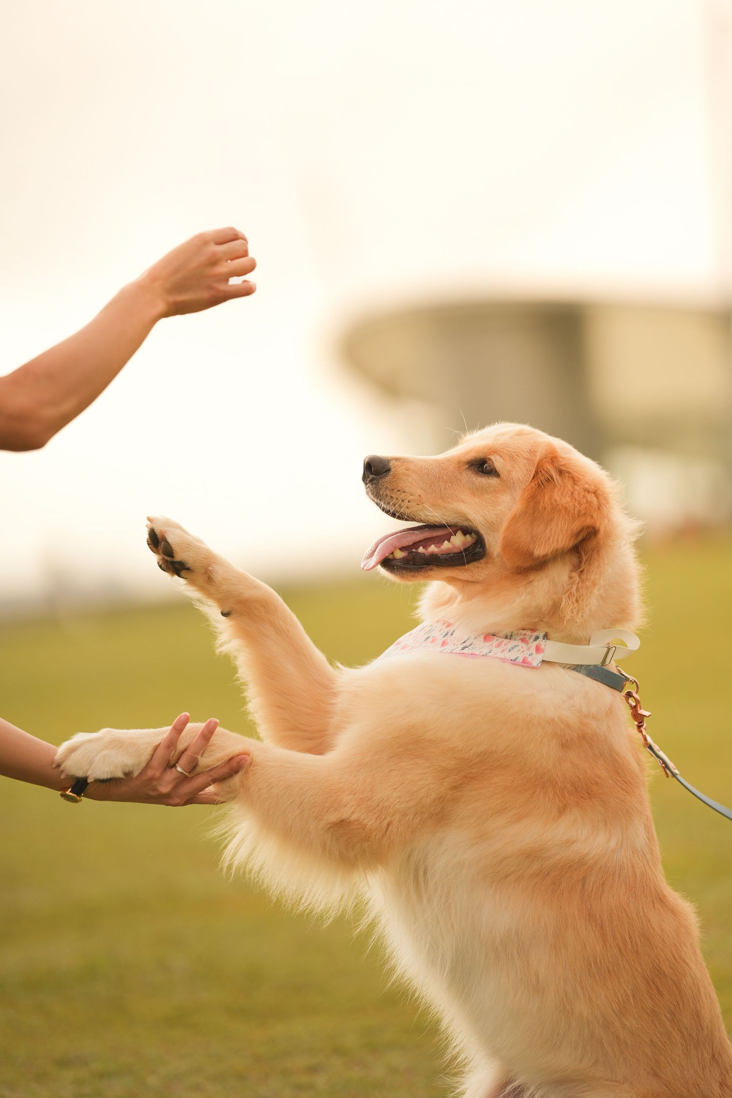 Golden retriever puppy giving high five paw to owner during outdoor training session on green grass.