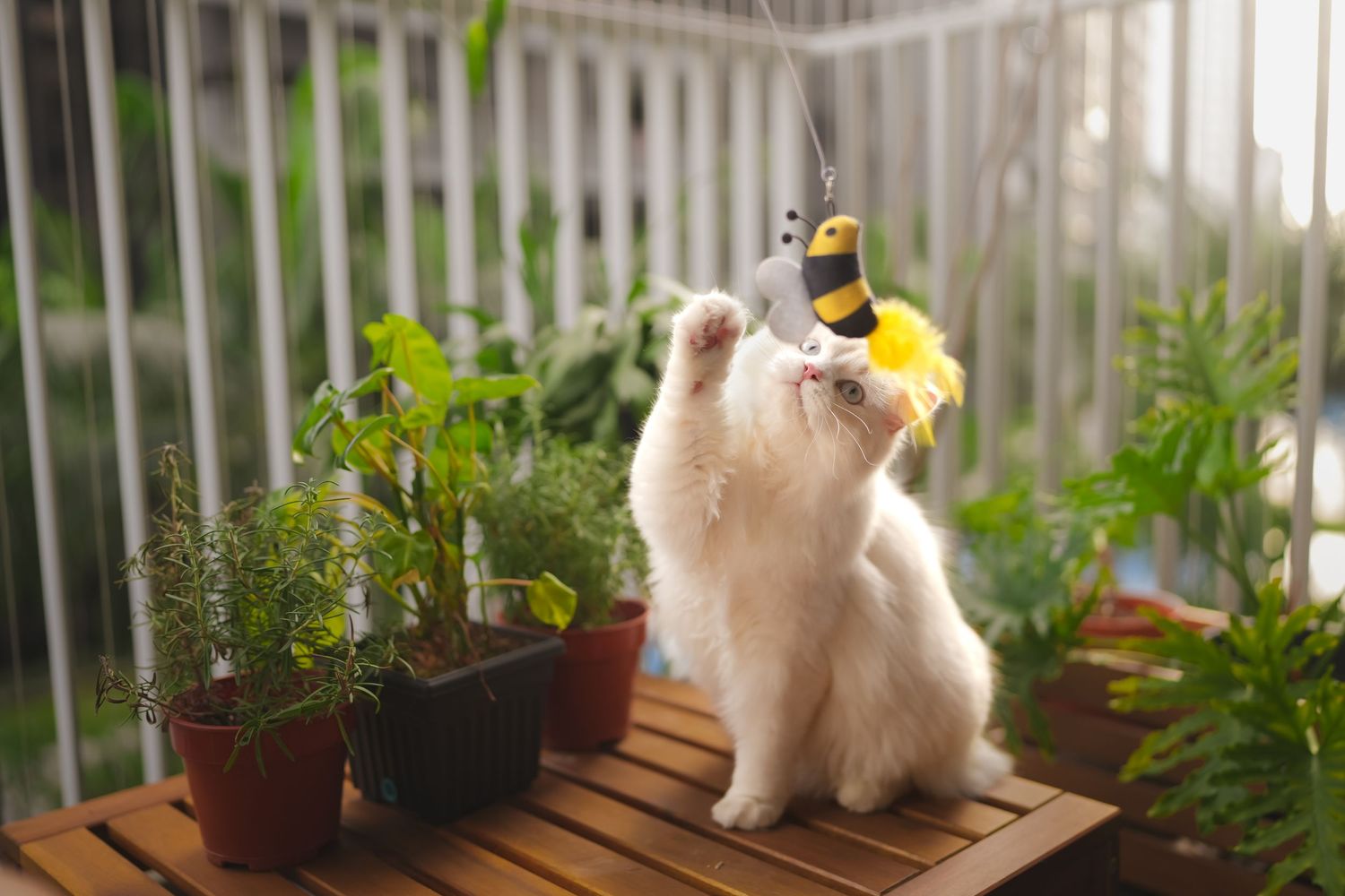 White fluffy cat reaching up to play with a toy butterfly on a balcony garden.