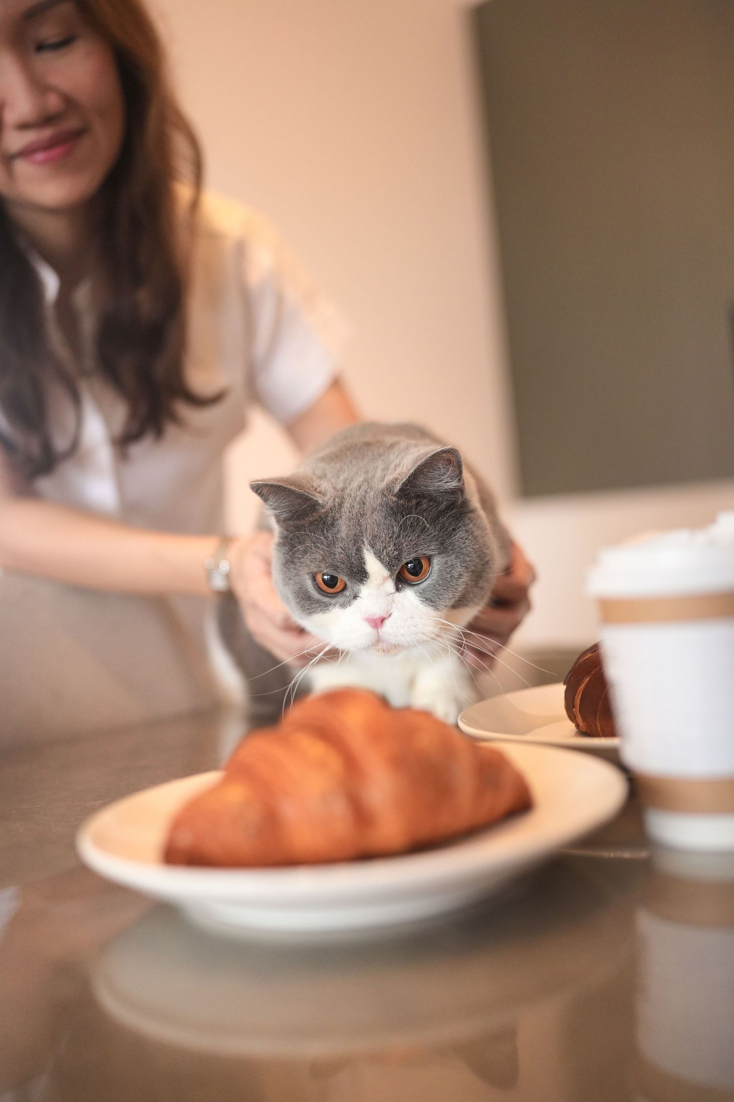 Gray and white British Shorthair cat eyeing a croissant on a plate at a dining table.