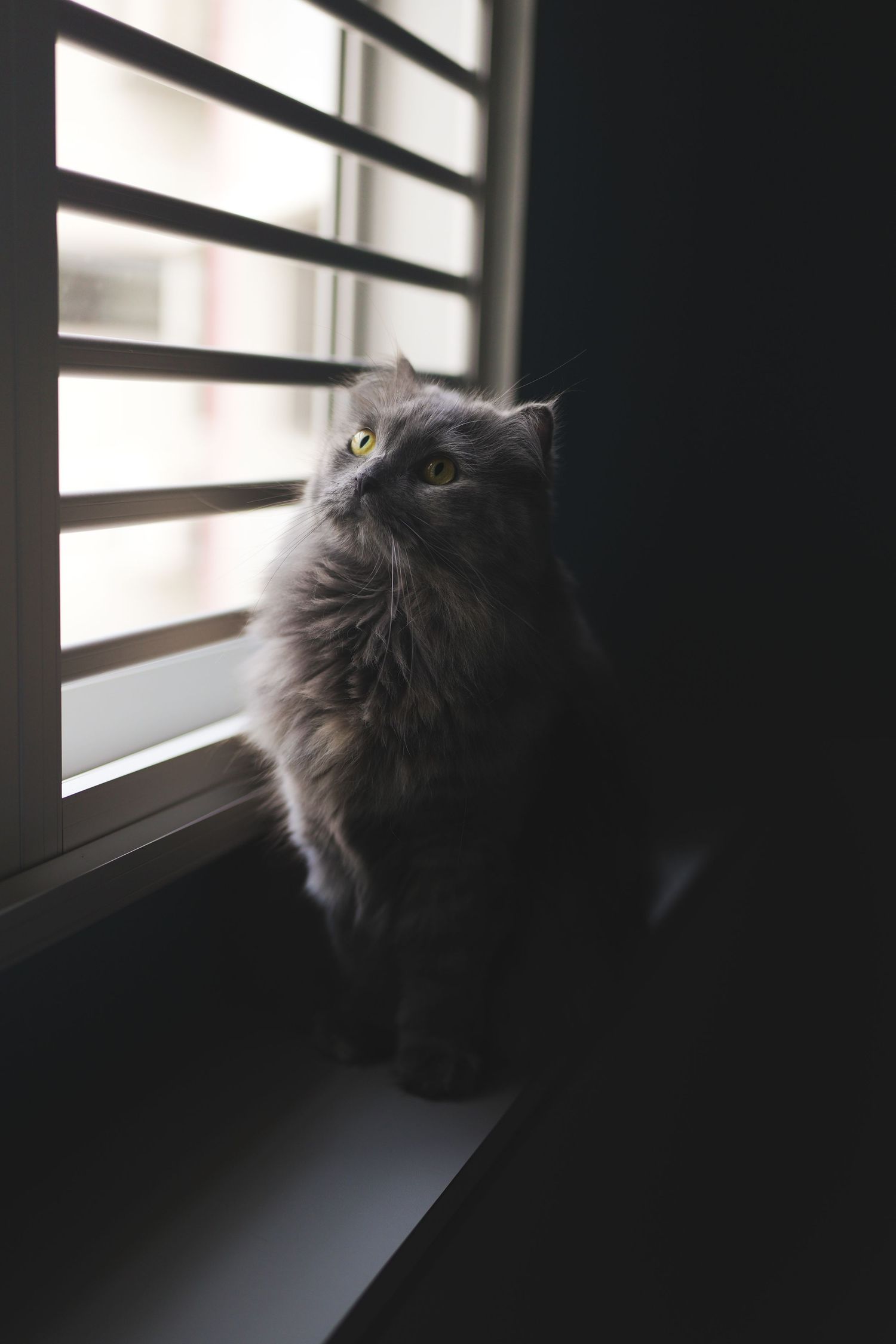 Fluffy gray cat with green eyes sitting on a windowsill looking up beside white shuttered blinds.