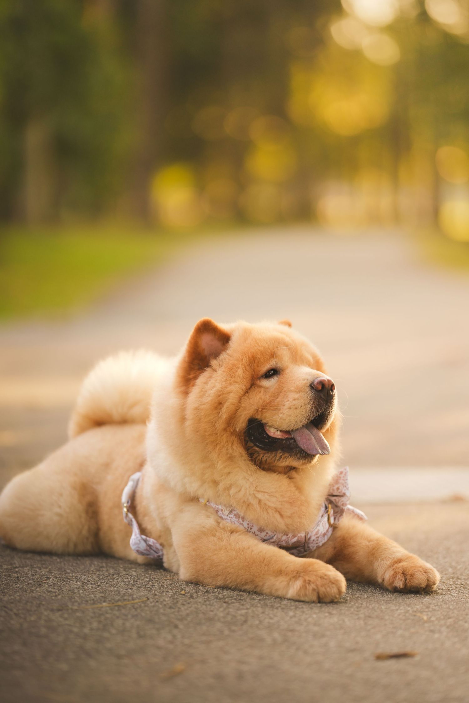 A fluffy Chow Chow dog wearing a harness lying on a paved path in a park.