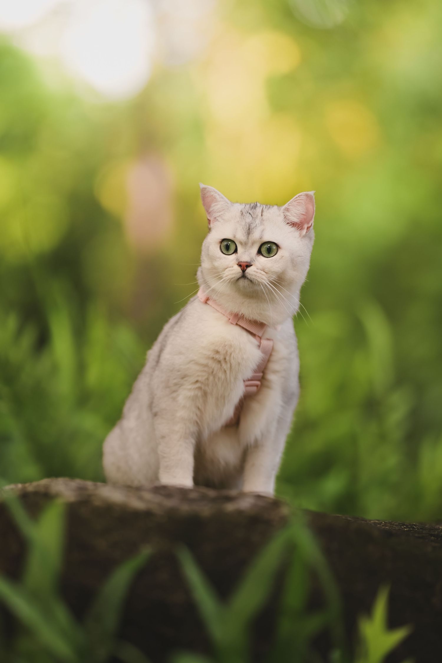 White British Shorthair cat wearing pink harness sitting outdoors on rock surrounded by lush green foliage.