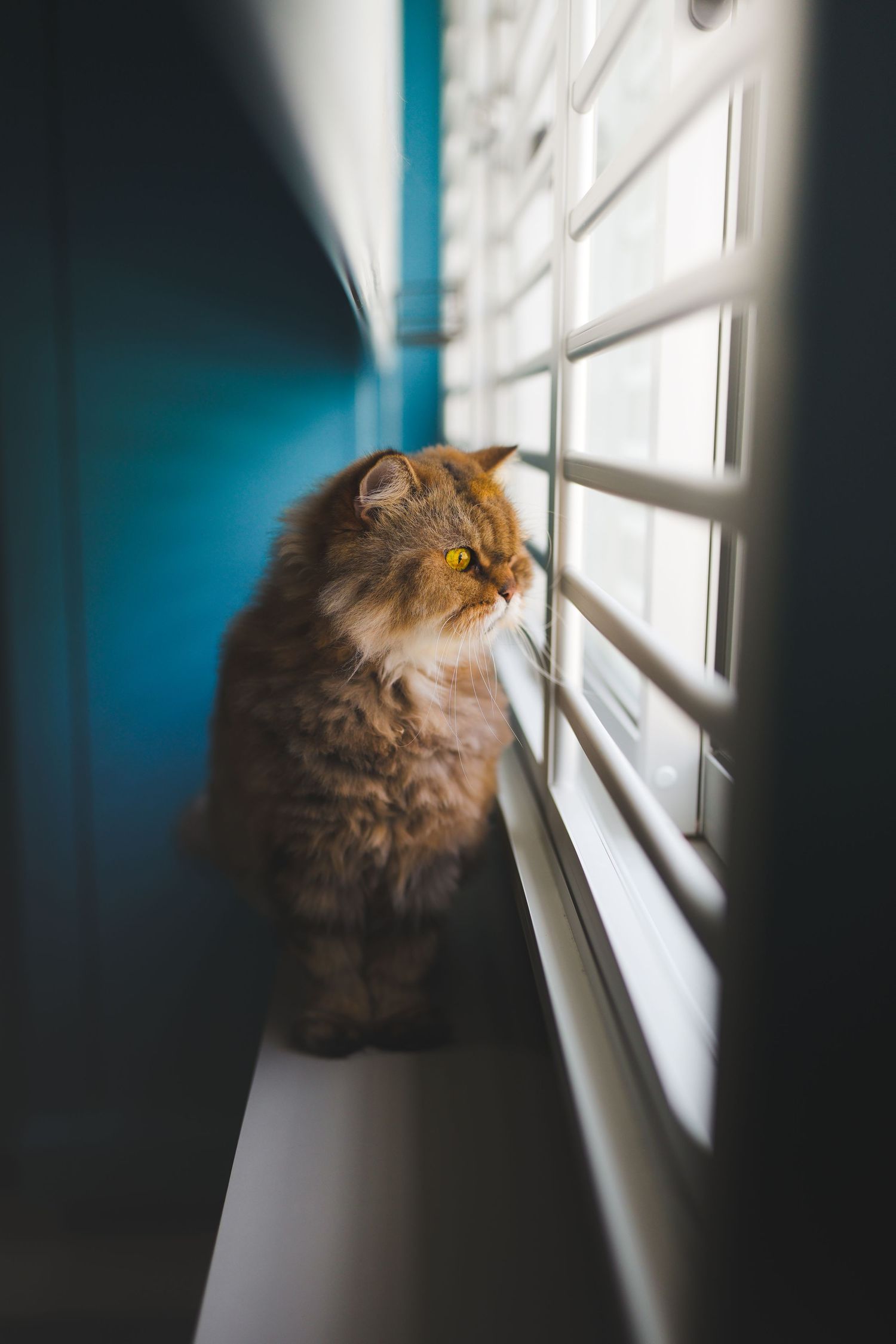 Fluffy brown tabby cat sitting on windowsill peering through white horizontal blinds.