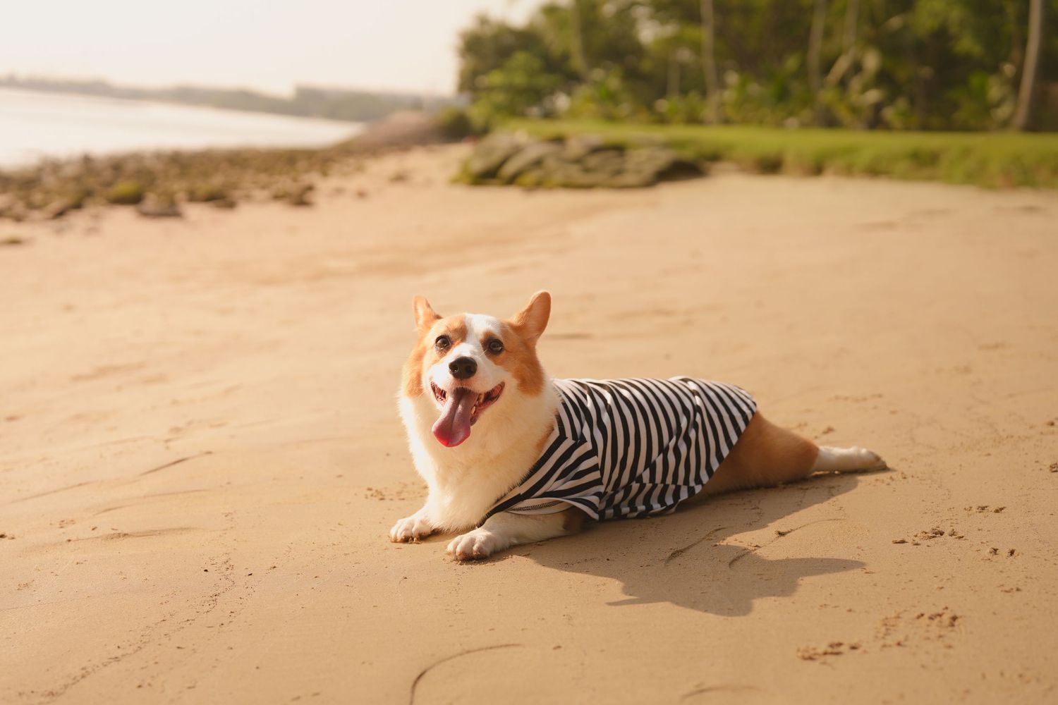 A happy Corgi dog wearing a striped shirt lying on a sandy beach with tongue out.