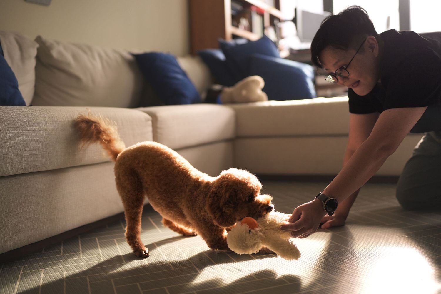 Woman playing tug-of-war with a fluffy golden doodle dog using a toy on a sunlit living room floor.