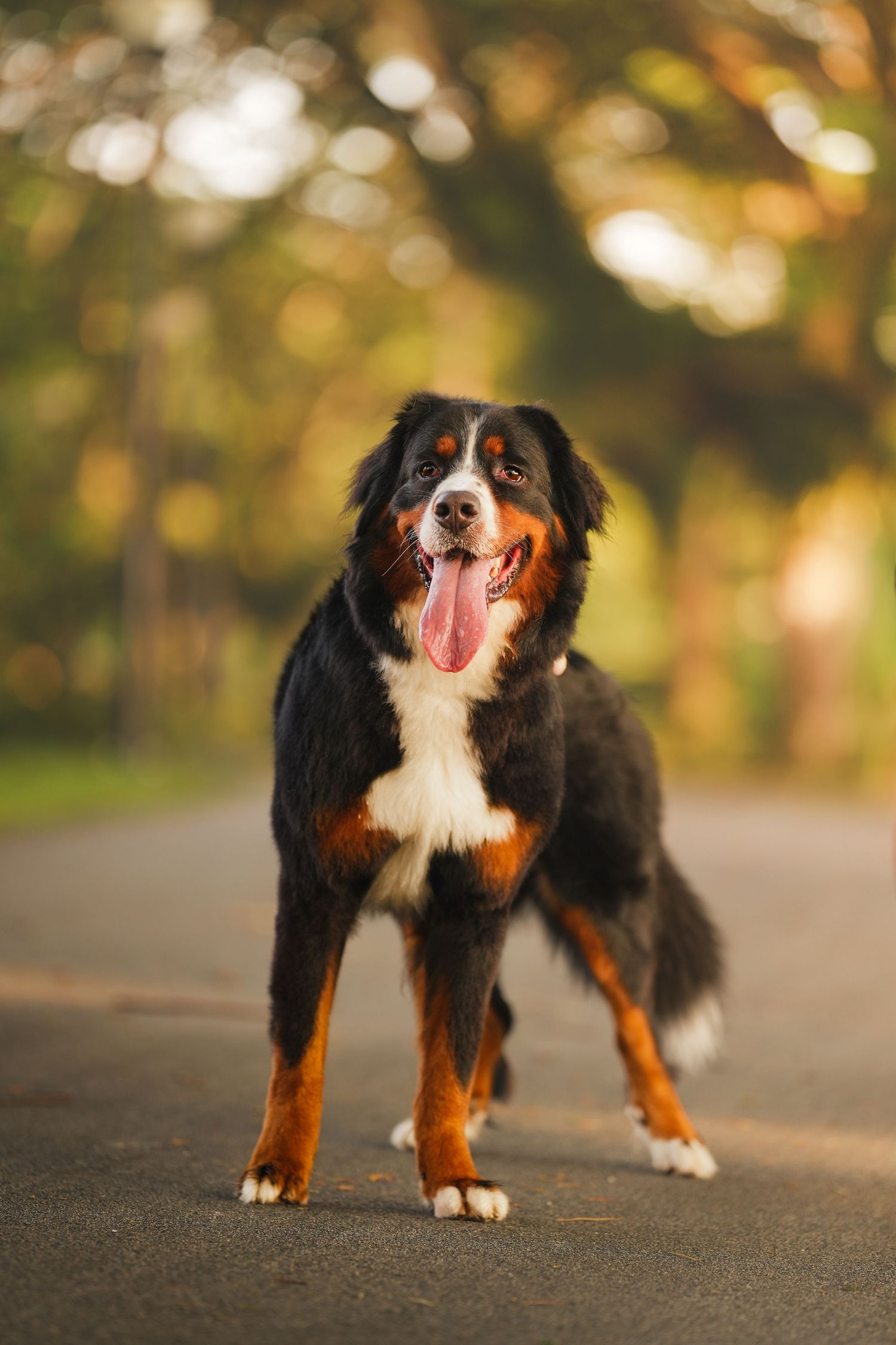 A happy Bernese Mountain Dog stands on a paved path with tongue out, surrounded by a lush, bokeh green tree background.