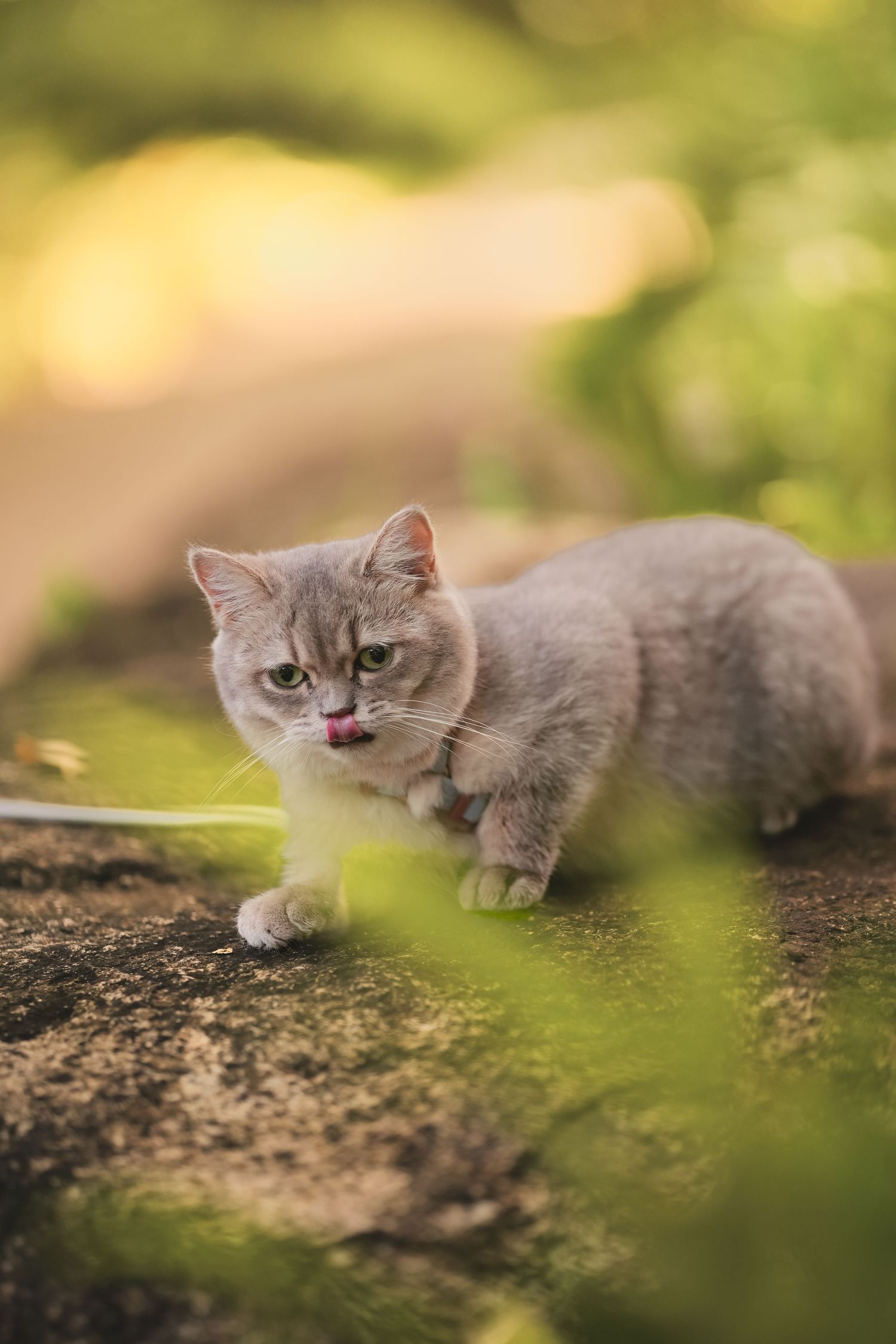 Gray British Shorthair cat licking lips while crouching on stone surface in sunlit garden.