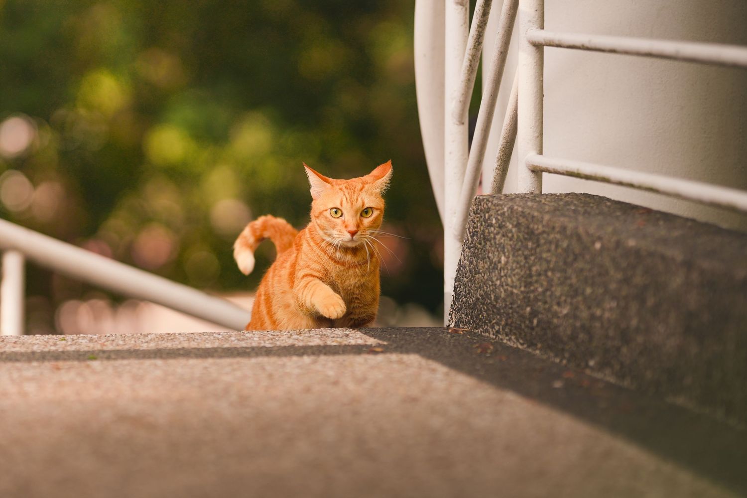 An orange tabby cat walking along a concrete ledge near white metal railings outdoors.