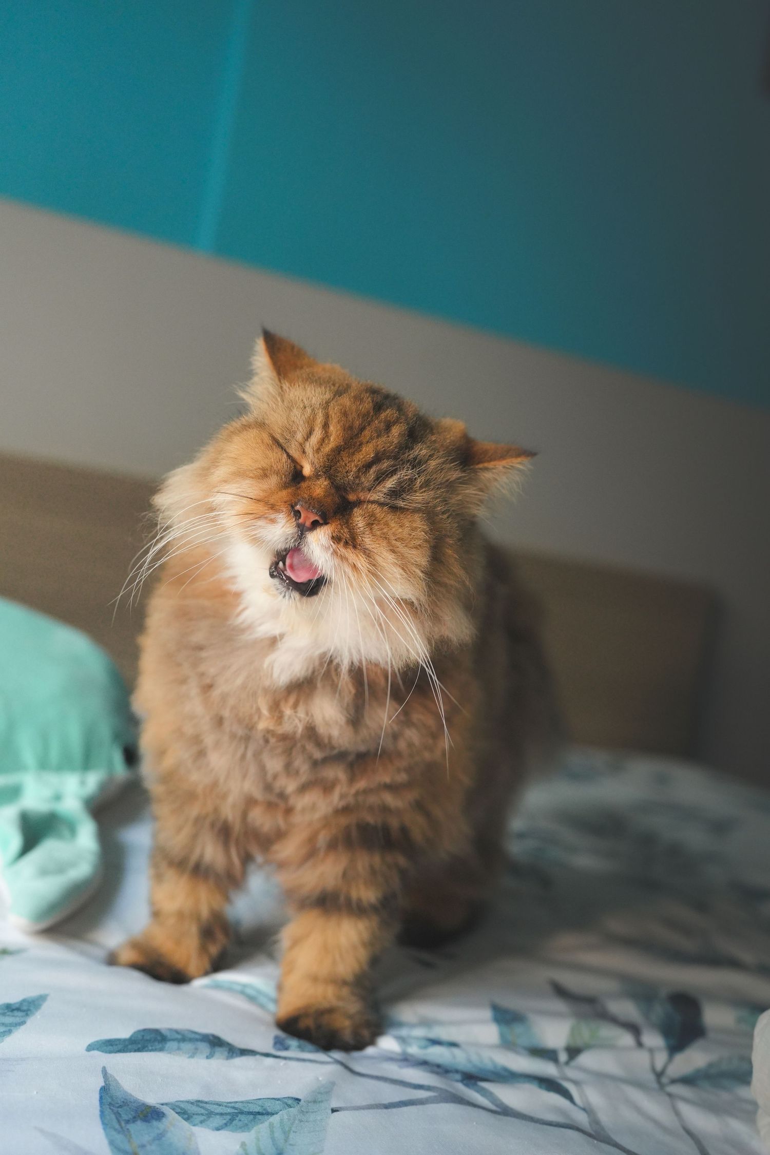 Fluffy orange Persian cat meowing while standing on a bed with teal bedroom decor.