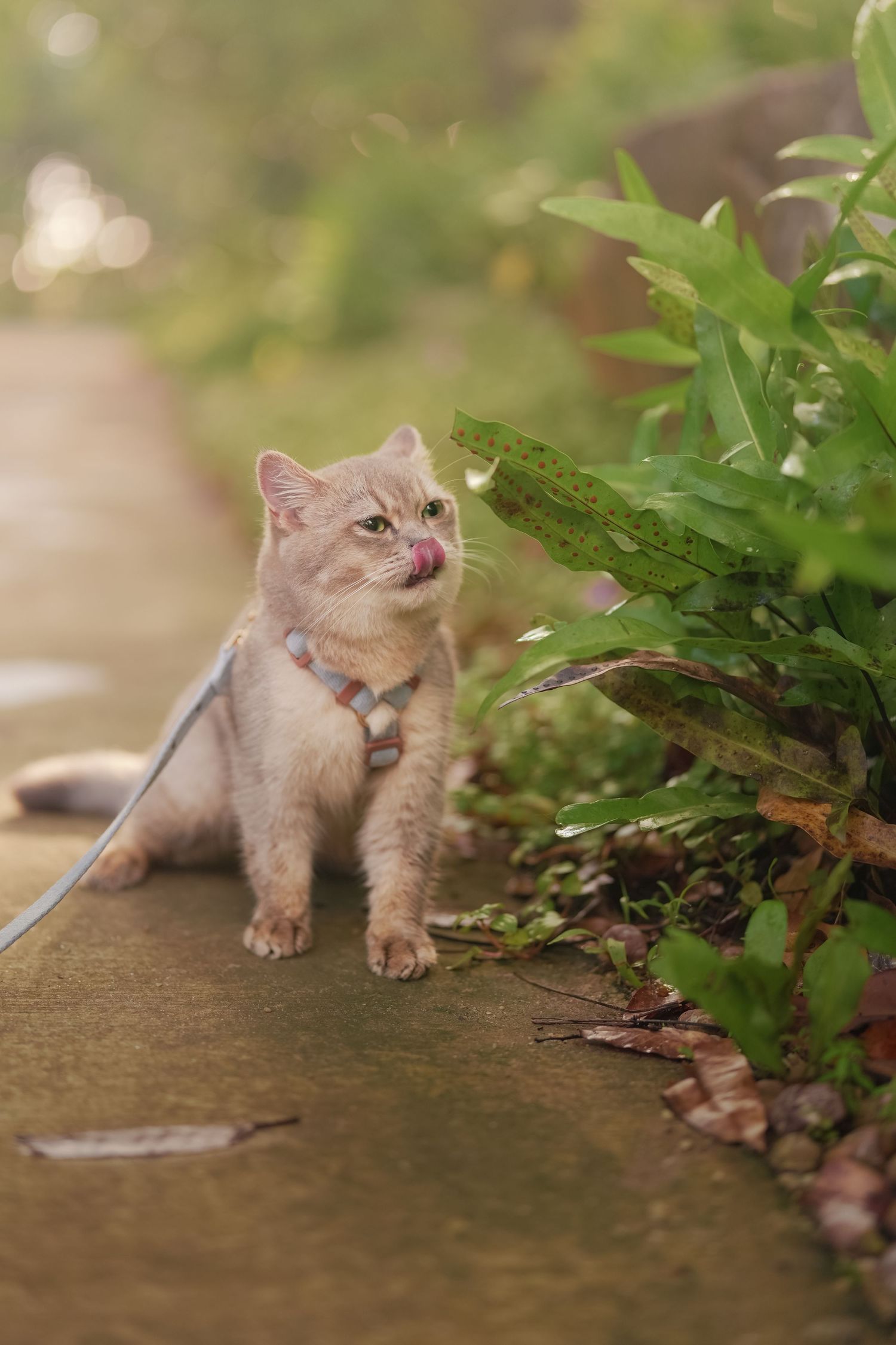Cute cream tabby cat on a leash sitting near green plants outdoors, licking its lips.