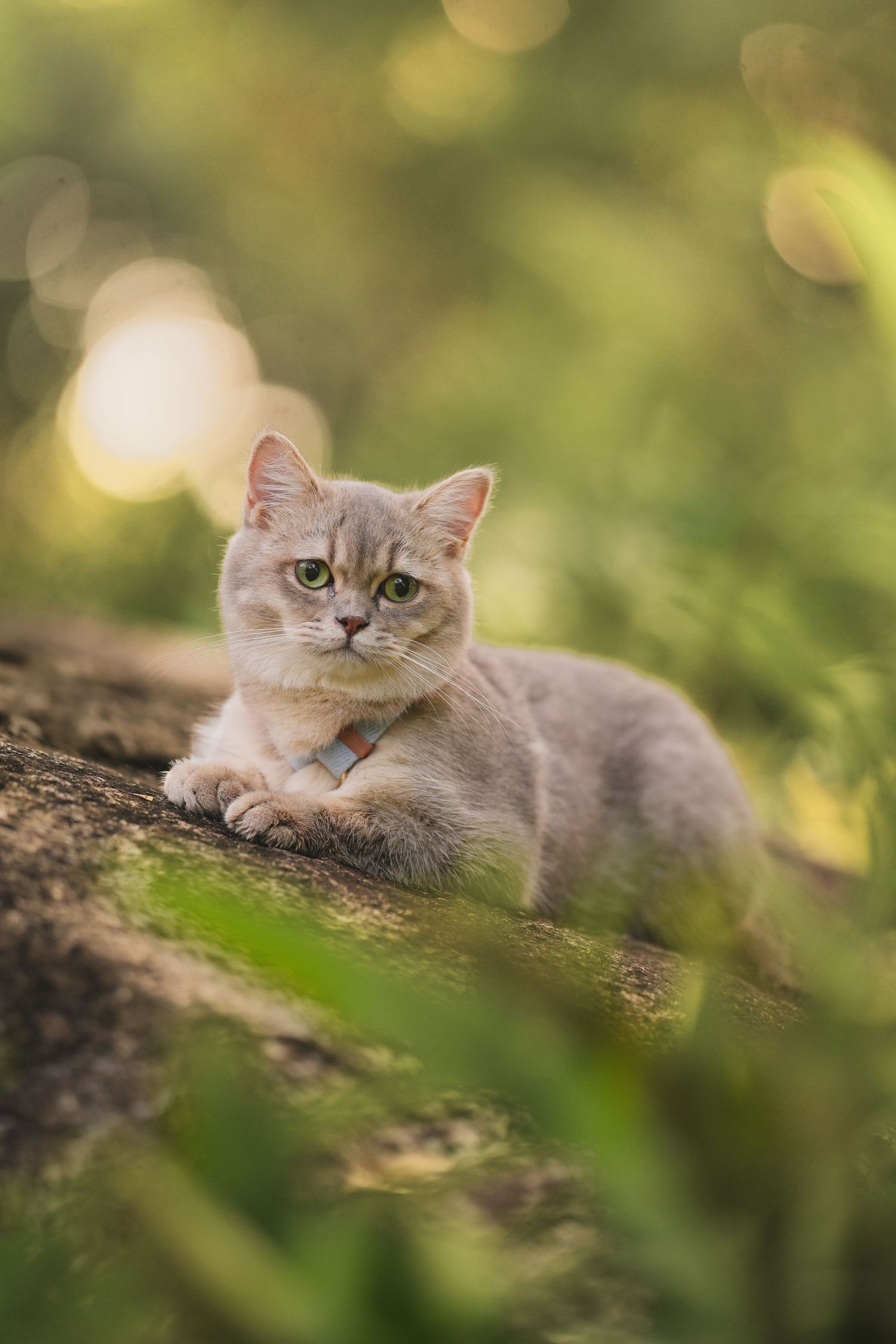 Gray British Shorthair cat resting on a rock surrounded by lush green bokeh foliage outdoors.