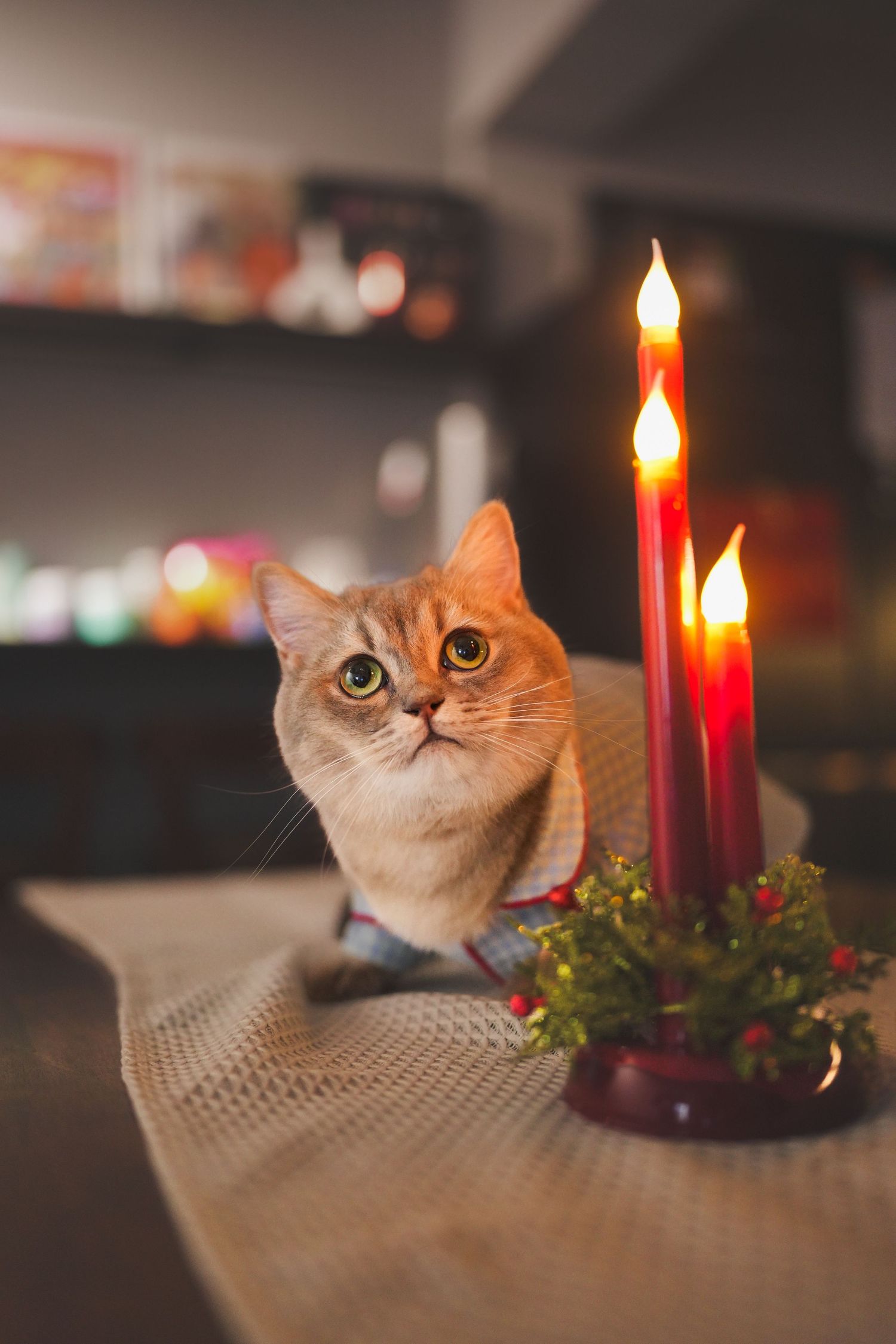 A golden British Shorthair cat sits beside glowing red candles on a table in a cozy holiday setting.