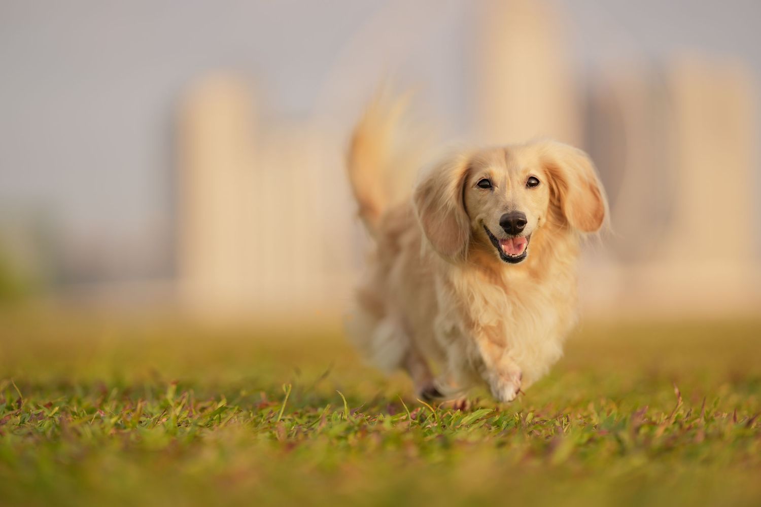 Happy golden retriever running through green grass with blurred city buildings in the background.