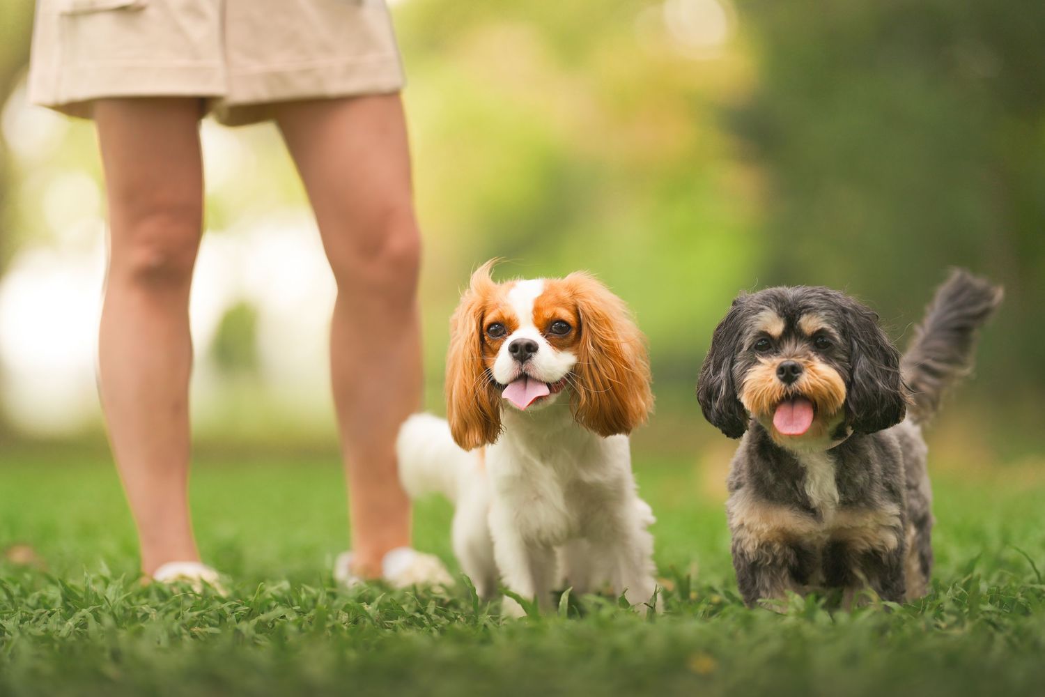 Two small spaniel mix dogs sit happily on green grass beside a persons legs in a sunny park setting.